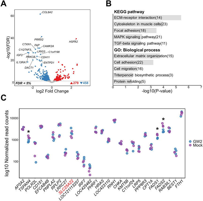 Scatter plot and bar chart depicting gene expression data and pathway analysis. Panel A shows a volcano plot with genes labeled. Red and blue points indicate significant genes at an FDR less than 5 percent. Panel B is a bar chart of KEGG pathways and biological processes with -log10 P-values. Panel C displays normalized read counts for specific genes, with blue and purple dots representing GW2 and Mock groups.