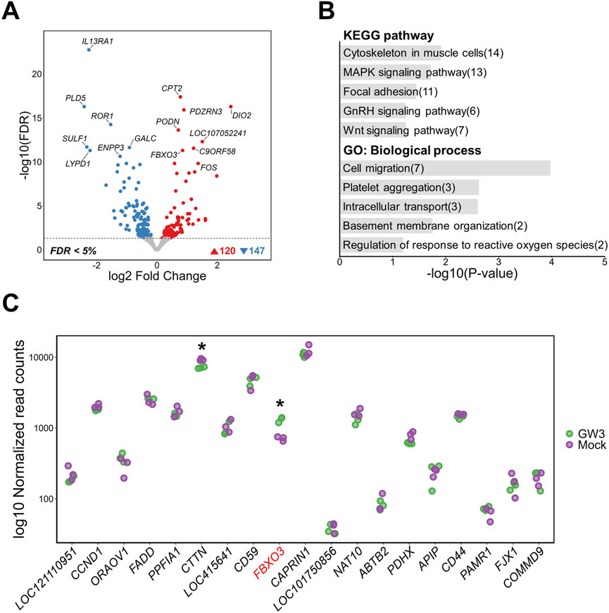 A composite image with three panels depicting expression analysis results:A. A volcano plot showing gene expression changes with blue and red dots indicating statistically significant downregulated and upregulated genes, respectively, labeled with gene names like IL13RA1, FOS, and FBXO3.B. A bar graph listing KEGG pathways and biological processes enriched in the dataset with corresponding -log10(P-value) values, indicating processes like cytoskeleton in muscle cells and MAPK signaling.C. A scatter plot of normalized read counts for various genes across two conditions, GW3 and Mock, highlighted with colors green and purple, and specific emphasis on FBXO3 marked with an asterisk.