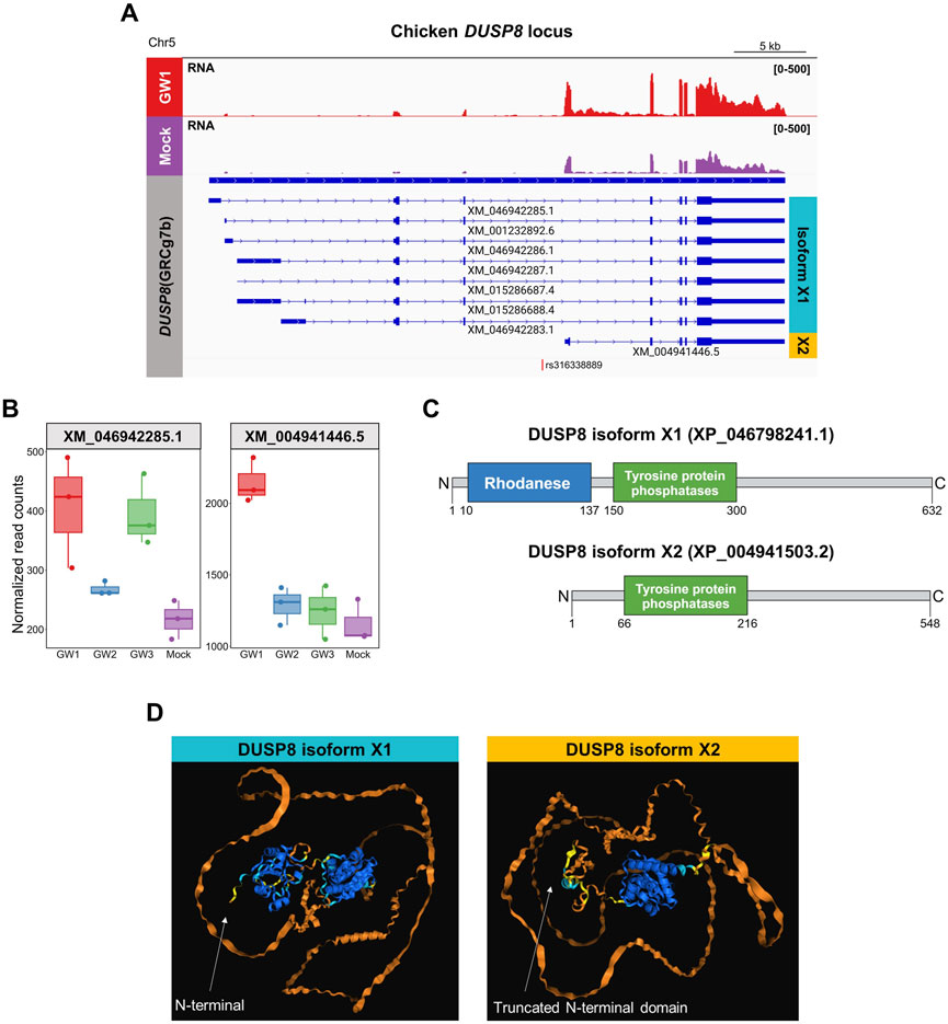 Genomic and protein data related to the DUSP8 gene in chickens. Panel A shows RNA sequencing tracks for GWM and Mock conditions at the DUSP8 locus. Panel B presents box plots of normalized read counts for transcripts XM_046942285.1 and XM_004941446.5 under different conditions. Panel C illustrates protein domain structures for DUSP8 isoforms X1 and X2, highlighting Rhodanese and Tyrosine protein phosphatases domains. Panel D provides structural illustrations of DUSP8 isoforms X1 and X2, indicating N-terminal regions.