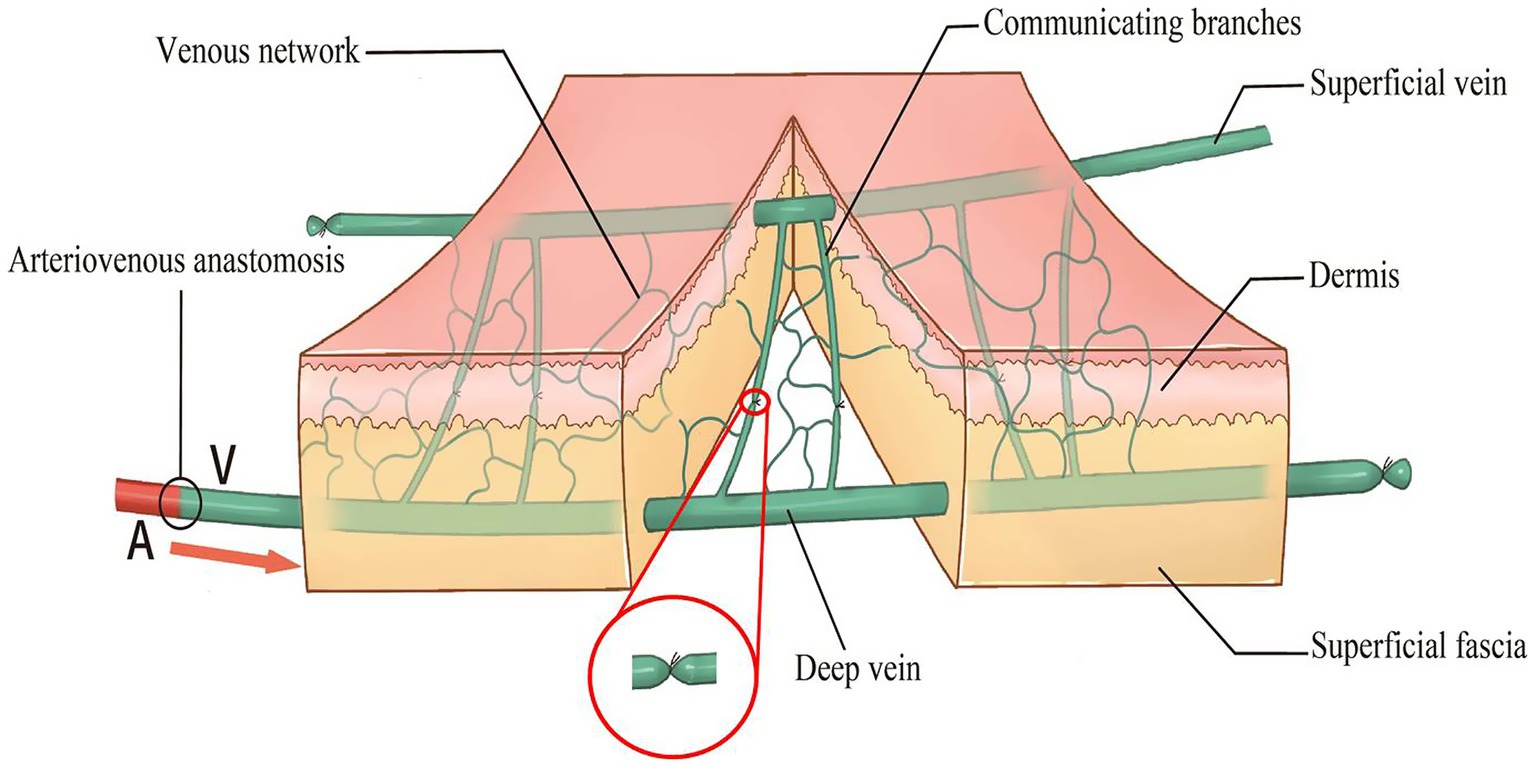 Illustration of a cross-section of skin showing venous anatomy. It includes labels for the venous network, communicating branches, superficial and deep veins, dermis, superficial fascia, and arteriovenous anastomosis. An enlarged view highlights a section of the deep vein.