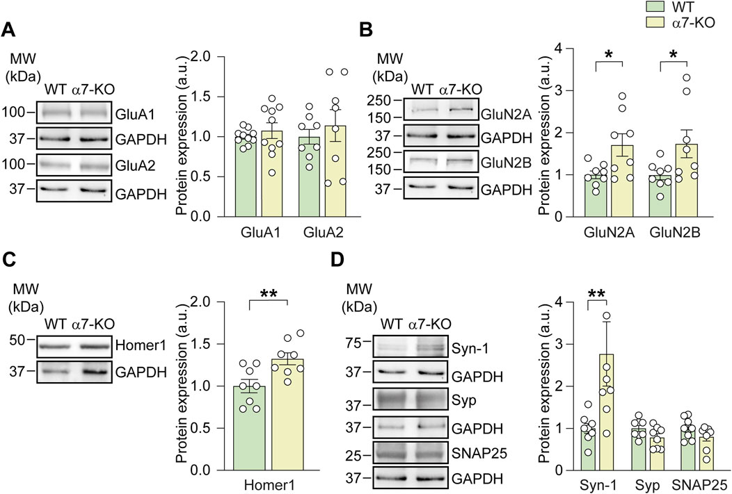 Western blot images and bar graphs compare protein expression levels between wild-type (WT) and α7-knockout (α7-KO) mice. Panel A shows GluA1 and GluA2, Panel B shows GluN2A and GluN2B with significant differences noted, Panel C shows Homer1, and Panel D shows Syn-1, Syp, and SNAP25 with significant differences in Syn-1. MW indicates molecular weight in kilodaltons. GAPDH is used as a loading control.