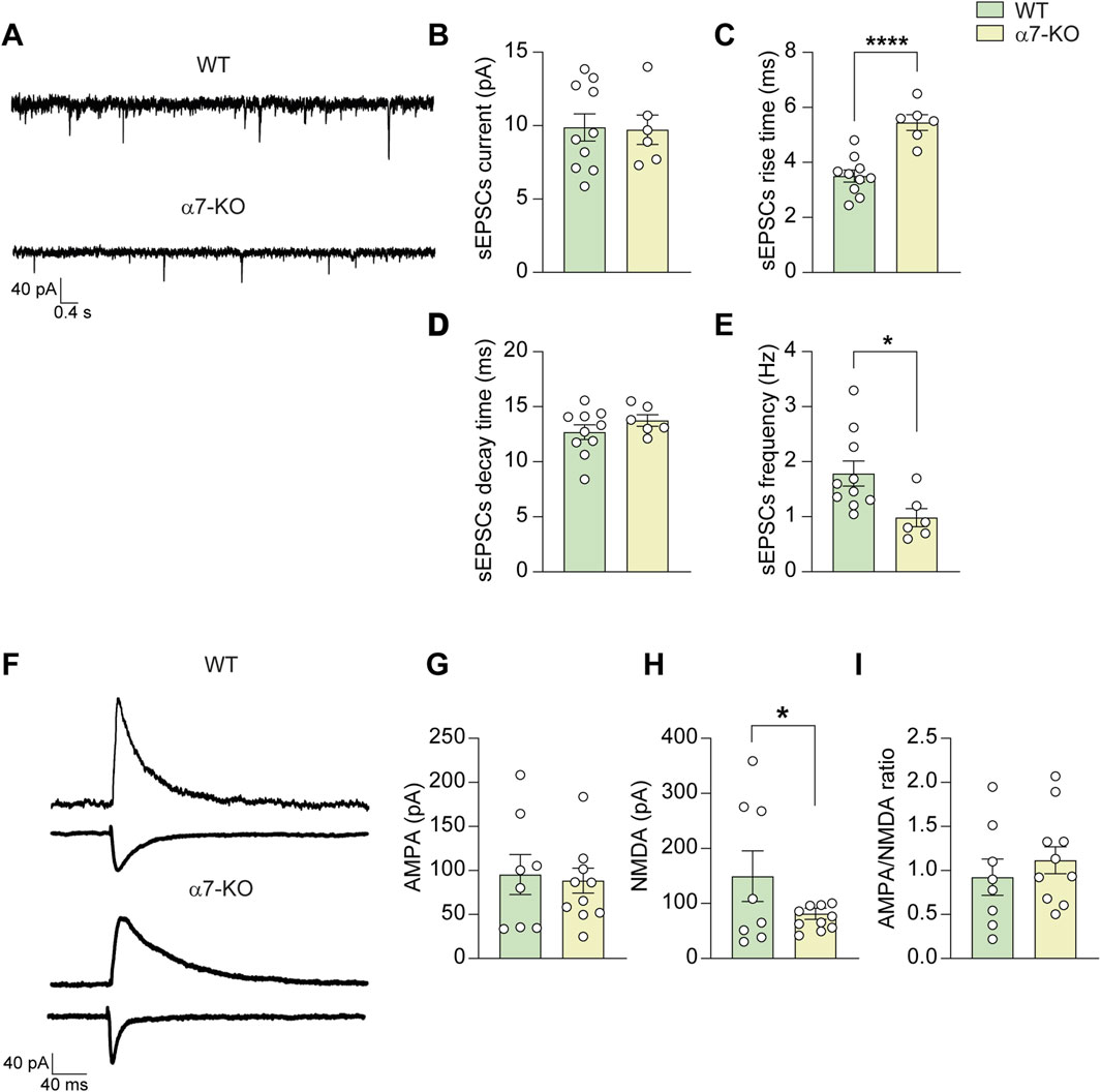 Electrophysiological data comparing wild type (WT) and alpha7 knockout (α7-KO) mice. Panel A shows sEPSCs recordings. Panel B-D: bar graphs for sEPSCs current, rise time (significant difference indicated), and decay time. Panel E shows sEPSCs frequency with a significant difference. Panel F displays AMPA and NMDA currents. Panel G-I: bar graphs for AMPA, NMDA currents (significant difference indicated), and AMPA/NMDA ratio.