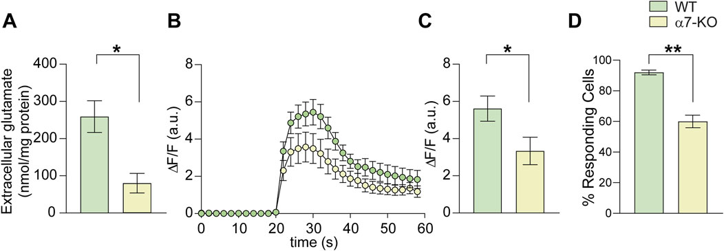 Bar and line graphs compare wild-type (WT) and alpha7-knockout (α7-KO) groups. Panel A shows higher extracellular glutamate in WT. Panel B depicts a fluorescence change over time, with WT peaking higher. Panel C illustrates greater fluorescence change in WT. Panel D shows a higher percentage of responding cells in WT. Statistical significance is indicated by asterisks.