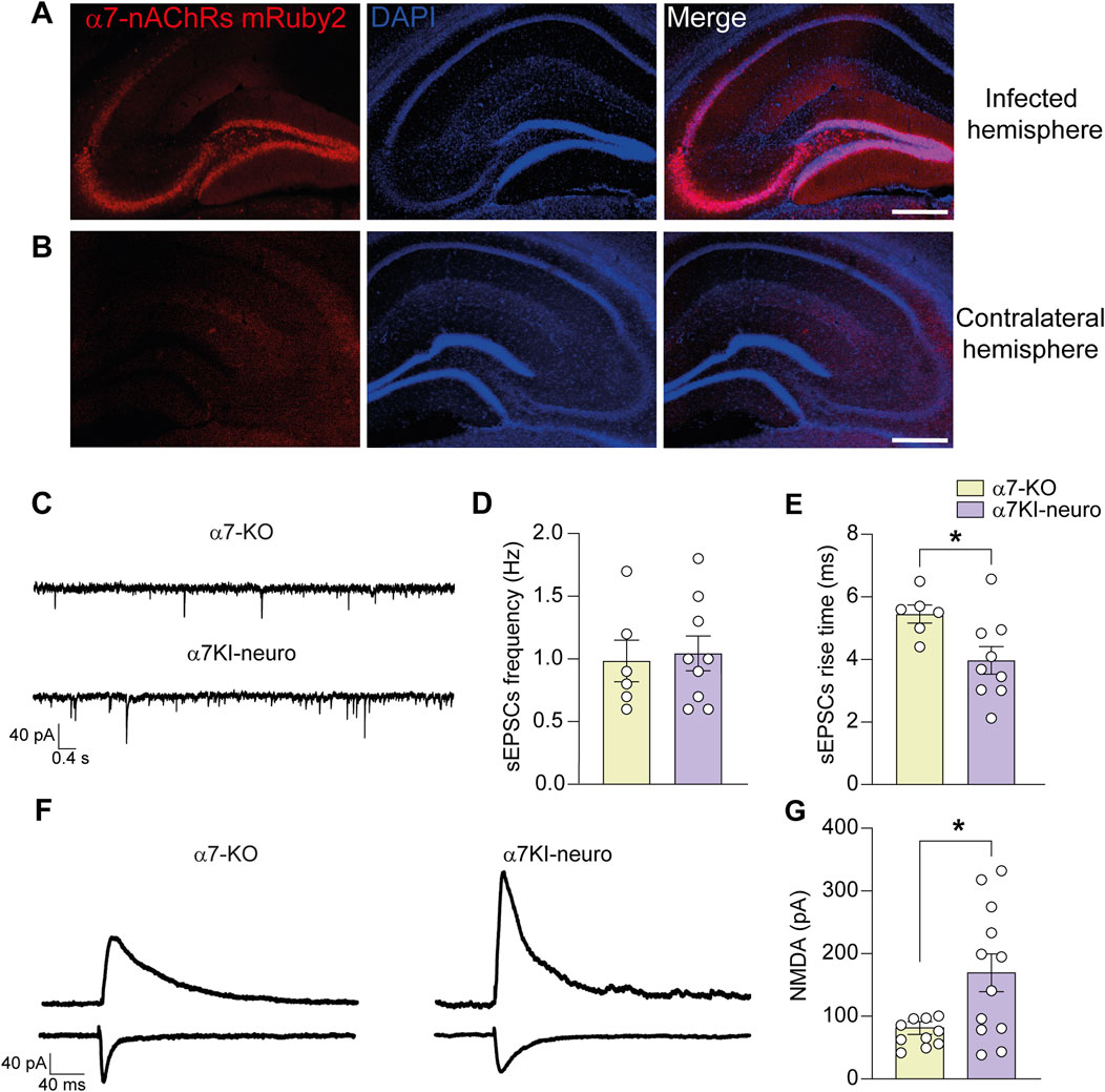 Panel A shows fluorescent images of the infected hemisphere using α7-nAChRs mRuby2 (red), DAPI (blue), and a merged view. Panel B presents the contralateral hemisphere with the same fluorescent markers. Panel C displays electrophysiological recordings of α7-KO and α7KI-neuro with scale bars for current and time. Panel D is a bar graph showing sEPSC frequency in both α7-KO and α7KI-neuro, with dot plots representing individual data points. Panel E illustrates sEPSC rise time with significant differences marked by asterisks. Panel F shows electrophysiological traces for α7-KO and α7KI-neuro. Panel G features a bar graph of NMDA current with significant differences indicated.