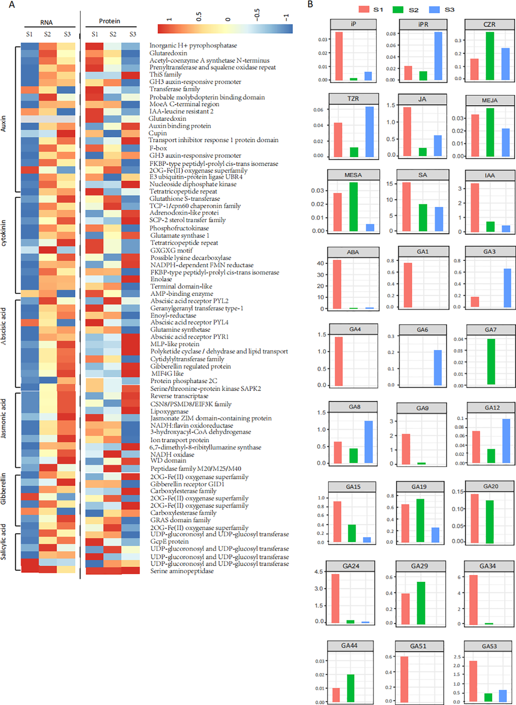 Heat map and bar charts depicting expression and abundance of genes and proteins across three stages, S1, S2, and S3. Panel A shows heat maps illustrating differential expression levels for various genes categorized under hormones like auxin, cytokinin, and others at RNA and protein levels. The color gradient from red to blue represents high to low expression. Panel B displays bar charts for corresponding hormonal measurements, with each dataset compared across stages S1 (red), S2 (green), and S3 (blue).