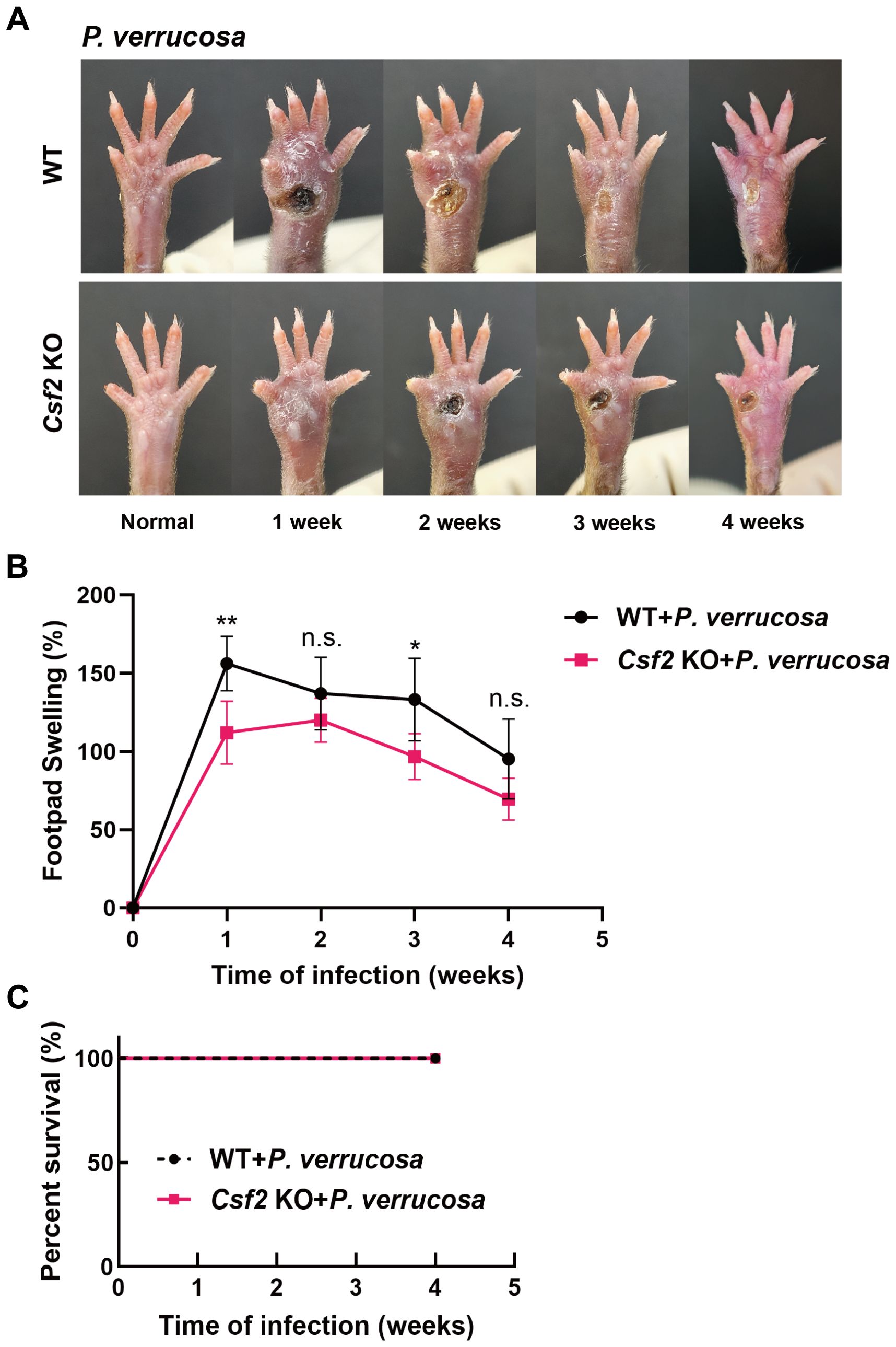 Panel A shows images of mouse footpads infected with P. verrucosa, comparing normal, one to four weeks post-infection for both WT and Csf2 KO mice. Panel B presents a line graph of footpad swelling over time, showing greater swelling in WT mice compared to Csf2 KO mice. Panel C displays a survival graph, indicating similar percent survival for both groups over four weeks.