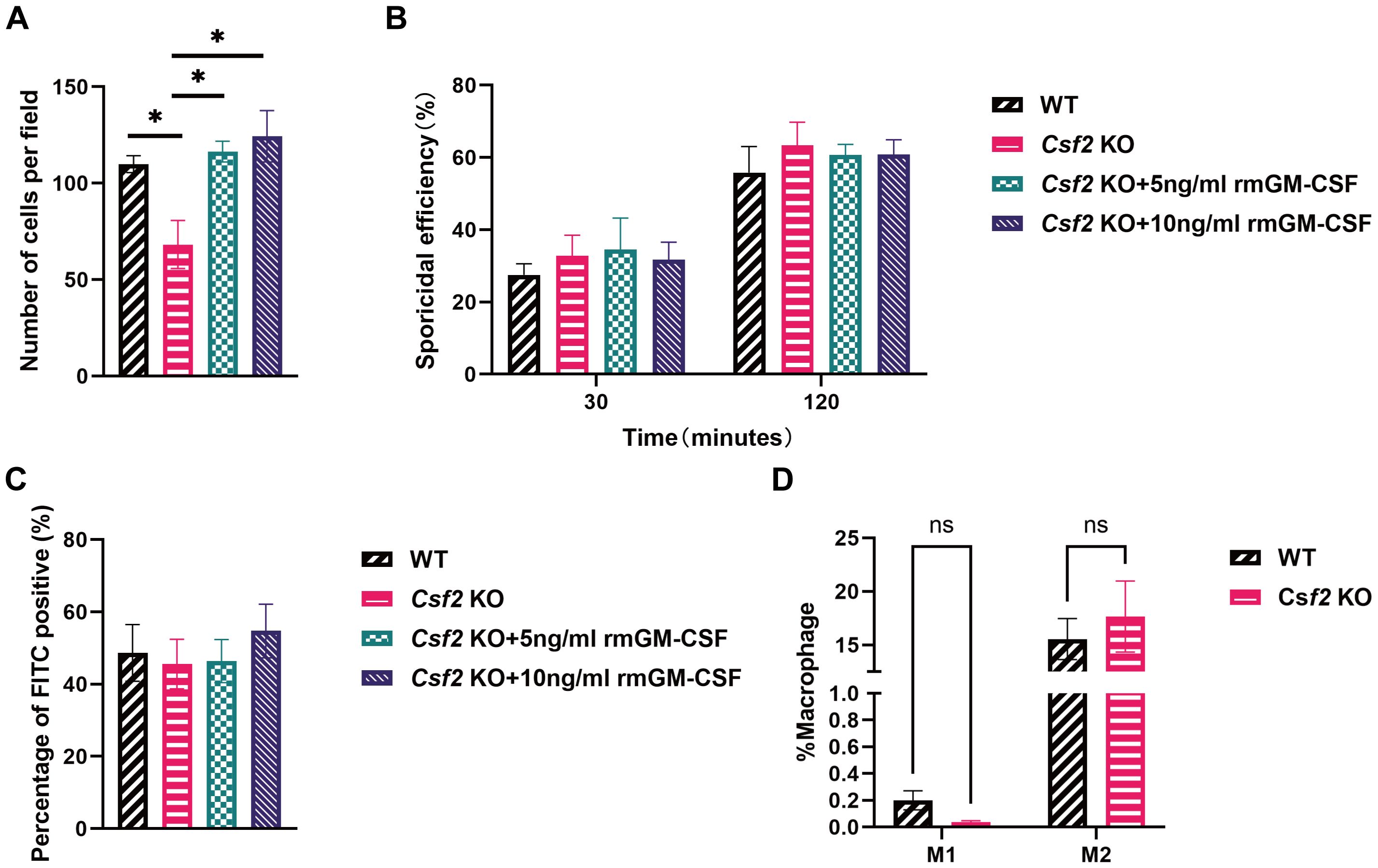 For macrophages, four bar charts labeled A to D compare different conditions using striped, pink, teal, and purple fill patterns. A: “Number of cells per field” showing significant differences marked by asterisks. B: “Sporicidal efficiency” across 30 and 120 minutes. C: “Percentage of FITC positive,” with similar outcomes across conditions. D: “% Macrophage” divided into M1 and M2, with no significant differences noted. The legend describes the patterns: WT, Csf2 KO, Csf2 KO plus five nanograms per milliliter rmGM-CSF, and Csf2 KO plus ten nanograms per milliliter rmGM-CSF.