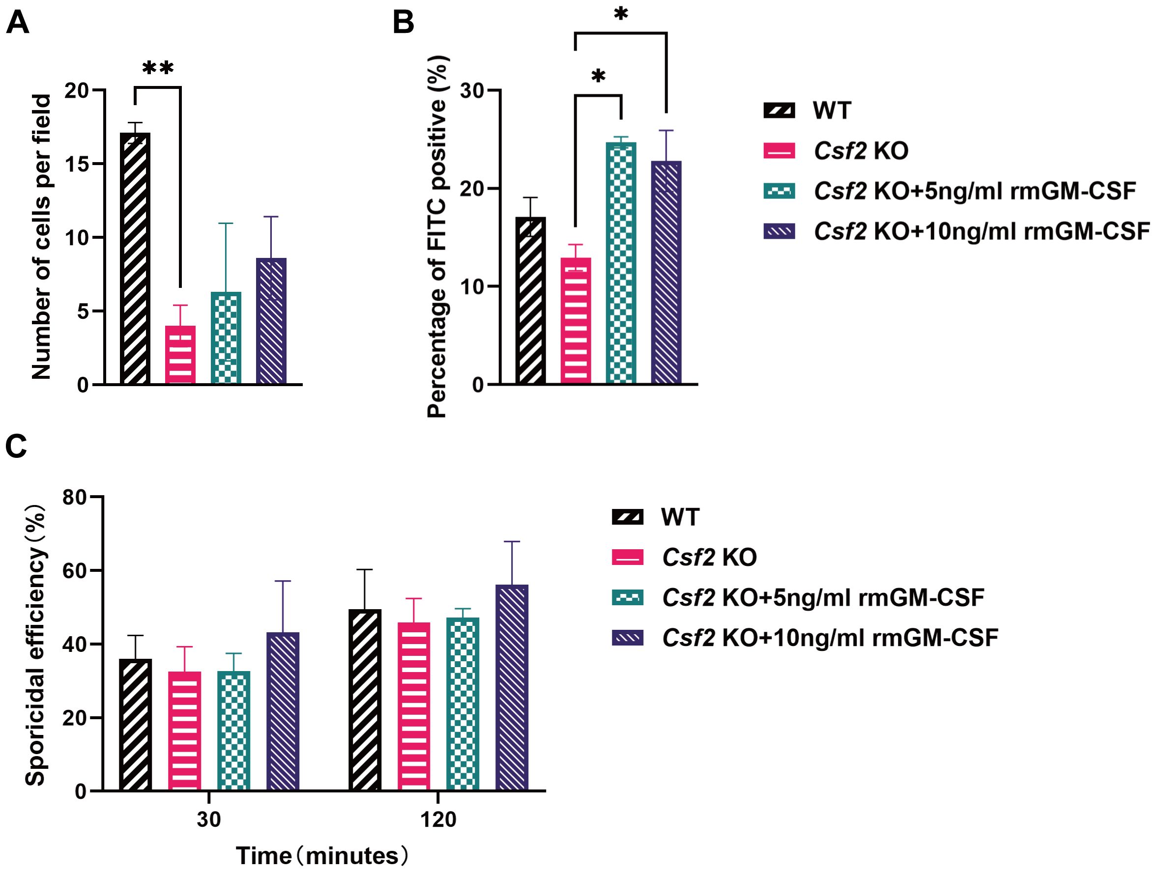 For neutrophils, bar charts labeled A, B, and C compare different conditions: WT, Csf2 KO, Csf2 KO with 5 nanograms per milliliter rmGM-CSF, and Csf2 KO with 10 nanograms per milliliter rmGM-CSF. Chart A shows the number of cells per field, with WT significantly higher. Chart B shows the percentage of FITC positive, with various significance levels. Chart C shows sporicidal efficiency over time with similar levels across conditions.