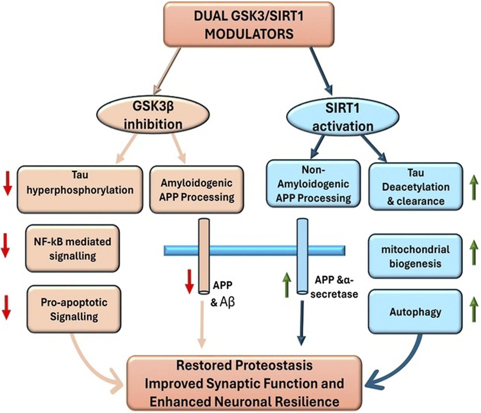 Flowchart illustrating dual modulation of GSK3β inhibition and SIRT1 activation. GSK3β inhibition reduces tau hyperphosphorylation, amyloidogenic APP processing, NF-kB mediated signaling, and pro-apoptotic signaling. SIRT1 activation enhances non-amyloidogenic APP processing, tau deacetylation and clearance, mitochondrial biogenesis, and autophagy. Both pathways converge to restore proteostasis, improve synaptic function, and enhance neuronal resilience.
