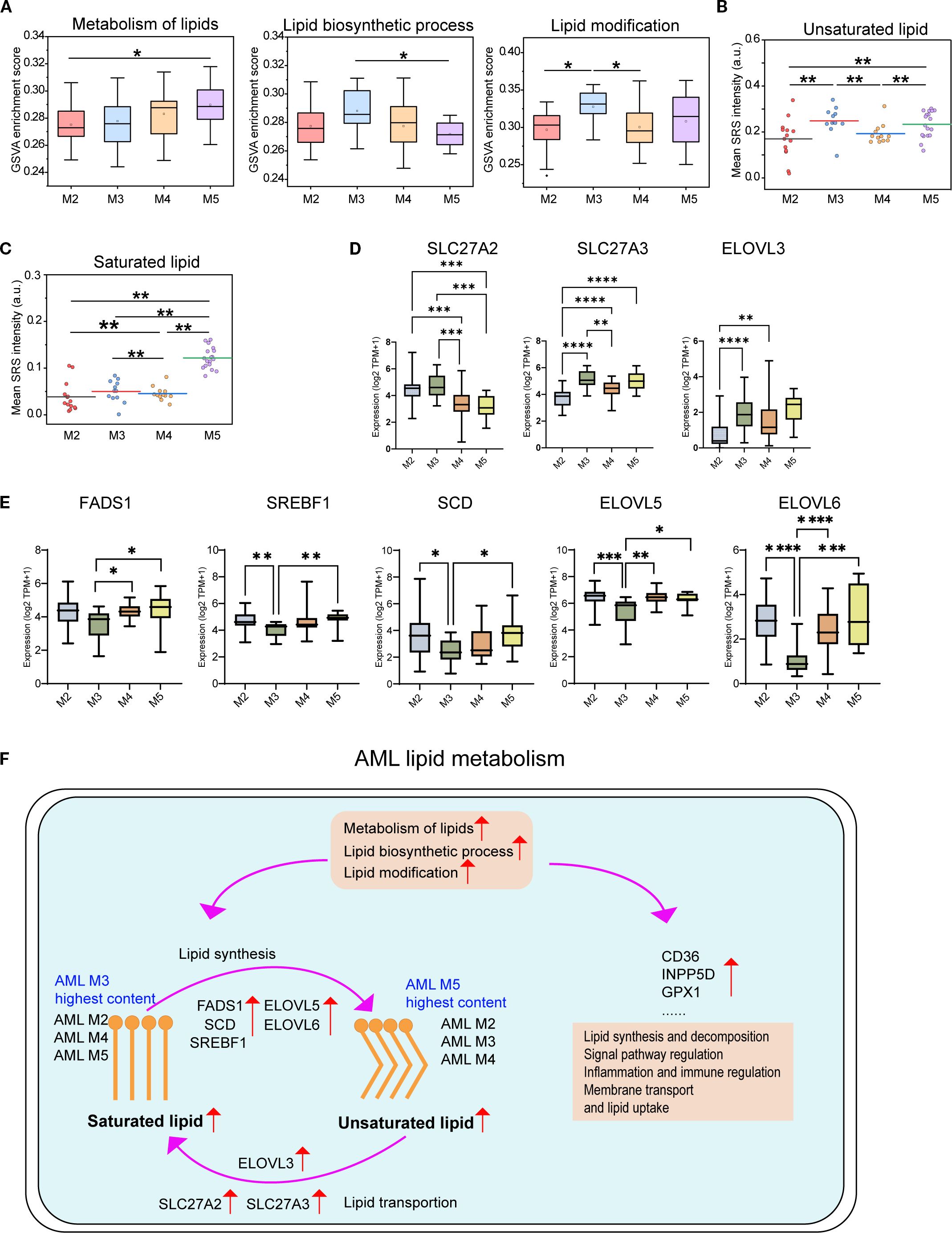 Boxplots and graphs visualize data on lipid metabolism, biosynthesis, and modification across M2 to M5 groups. Panels A and B show scores and mean intensities for lipid metabolism, biosynthetic processes, modifications, and unsaturated lipids. Panel C displays mean intensities of saturated lipids. Panels D and E compare gene expressions for SLC27A2, SLC27A3, ELOVL3, FADS1, SREBF1, SCD, ELOVL5, and ELOVL6. Panel F is a diagram illustrating AML lipid metabolism pathways, showing saturated and unsaturated lipid synthesis and transport, with various gene expressions indicated. Statistical significance is marked by asterisks.