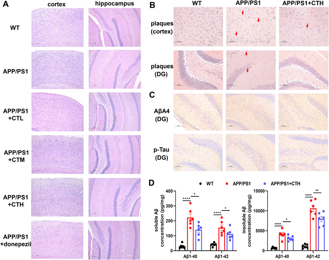 Panel A shows histological images of the cortex and hippocampus from WT and APP/PS1 mice, treated with CTL, CTM, CTH, and donepezil. Panel B highlights plaques in the cortex and DG with red arrows indicating their presence. Panel C displays AβA4 and p-Tau in the DG. Panel D presents bar graphs comparing soluble and insoluble Aβ concentrations (Aβ1-40 and Aβ1-42) in WT, APP/PS1, and APP/PS1+CTH mice. Statistical significance is marked with asterisks.