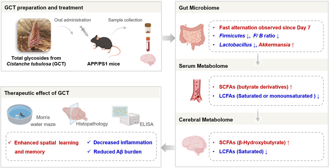 Diagram showing the process and effects of total glycosides from *Cistanche tubulosa* (GCT) treatment on APP/PS1 mice. It includes an image of the plant, administration to mice, and sample collection. The effects on gut microbiome indicate decreased *Firmicutes* and *Lactobacillus*, and increased *Akkermansia*. Serum metabolome shows increased SCFAs and decreased LCFAs. The cerebral metabolome reports increased SCFAs and decreased LCFAs. Therapeutic effects include enhanced spatial learning, decreased inflammation, and reduced amyloid beta burden. The diagram includes Morris water maze, histopathology, and ELISA as methods of assessment.