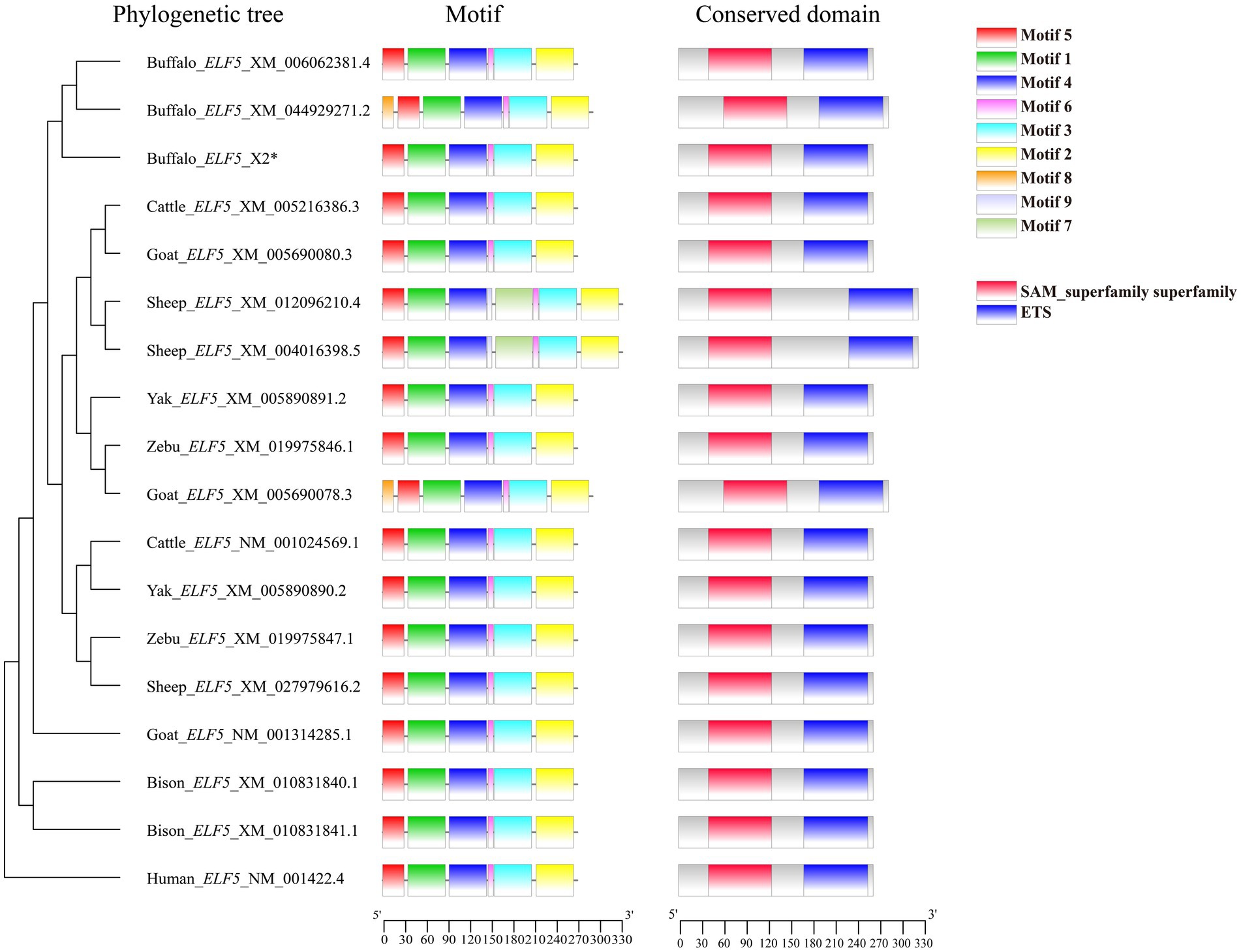 Phylogenetic tree diagram illustrating relationships among various species, each linked with ELF5 gene accession numbers. Motif and conserved domain analysis are depicted with colored bars representing different motifs. The legend specifies motif colors: red, green, purple, etc. Conserved domains include SAM superfamily (red) and ETS (blue).