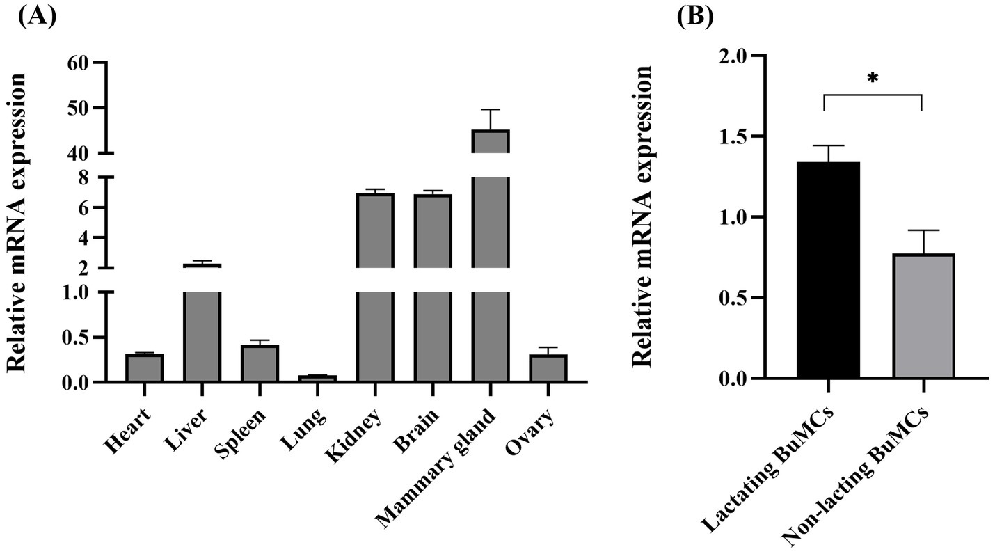 Bar graphs showing relative mRNA expression. Panel A displays expression across various tissues: liver, brain, and mammary gland have the highest levels, while heart, spleen, lung, kidney, and ovary are lower. Panel B compares lactating versus non-lactating BuMCs, showing higher expression in lactating BuMCs, with a significant difference indicated by an asterisk.