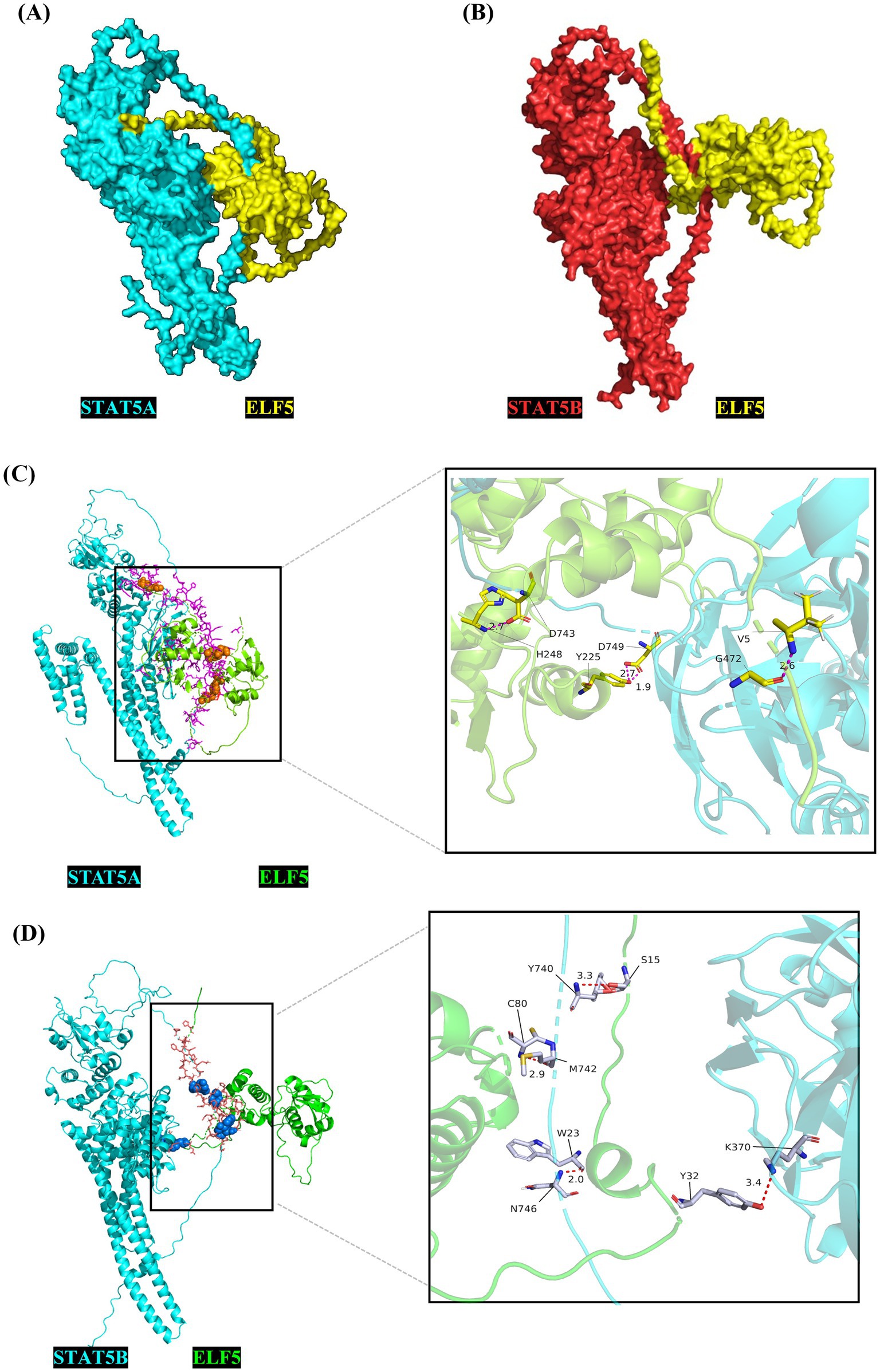 Protein structure representations of STAT5 and ELF5 interactions. (A) Shows STAT5A in cyan interacting with ELF5 in yellow. (B) Displays STAT5B in red also interacting with ELF5 in yellow. (C) Close-up view highlighting specific amino acid interactions between STAT5A and ELF5, with hydrogen bonds and distances labeled.(D) Similar detailed view for STAT5B and ELF5, showing key interacting residues and their spatial relationships.