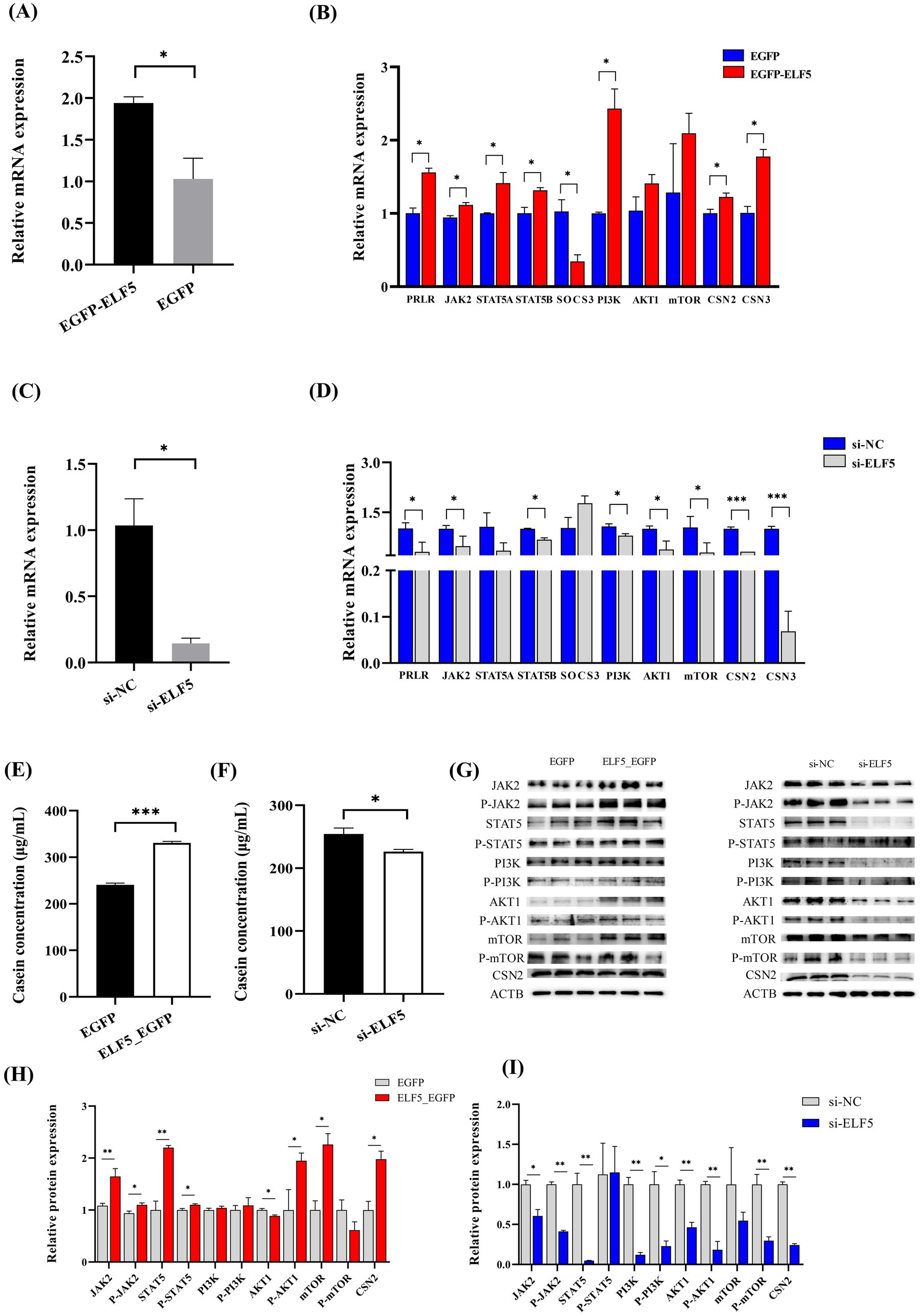 Nine-panel figure showing bar graphs and protein blots detailing mRNA and protein expression levels. (A) Graph displays relative mRNA expression of EGFP-ELF5 versus EGFP, showing higher expression in EGFP-ELF5.(B) Bar graph compares relative mRNA expression of various genes between EGFP and EGFP-ELF5, with significant differences highlighted.(C) Relative mRNA expression comparison between si-NC and si-ELF5, with si-NC showing higher expression.(D) Graph of mRNA expression for genes between si-NC and si-ELF5, indicating significant changes.(E, F) Two graphs showing casein concentration differences between EGFP/ELF5_EGFP and si-NC/si-ELF5 treatments.(G) Protein blots showing expression levels of various proteins for EGFP, ELF5_EGFP, si-NC, and si-ELF5.(H, I) Graphs of relative protein expression, comparing EGFP with ELF5_EGFP and si-NC with si-ELF5, highlighting significant differences.