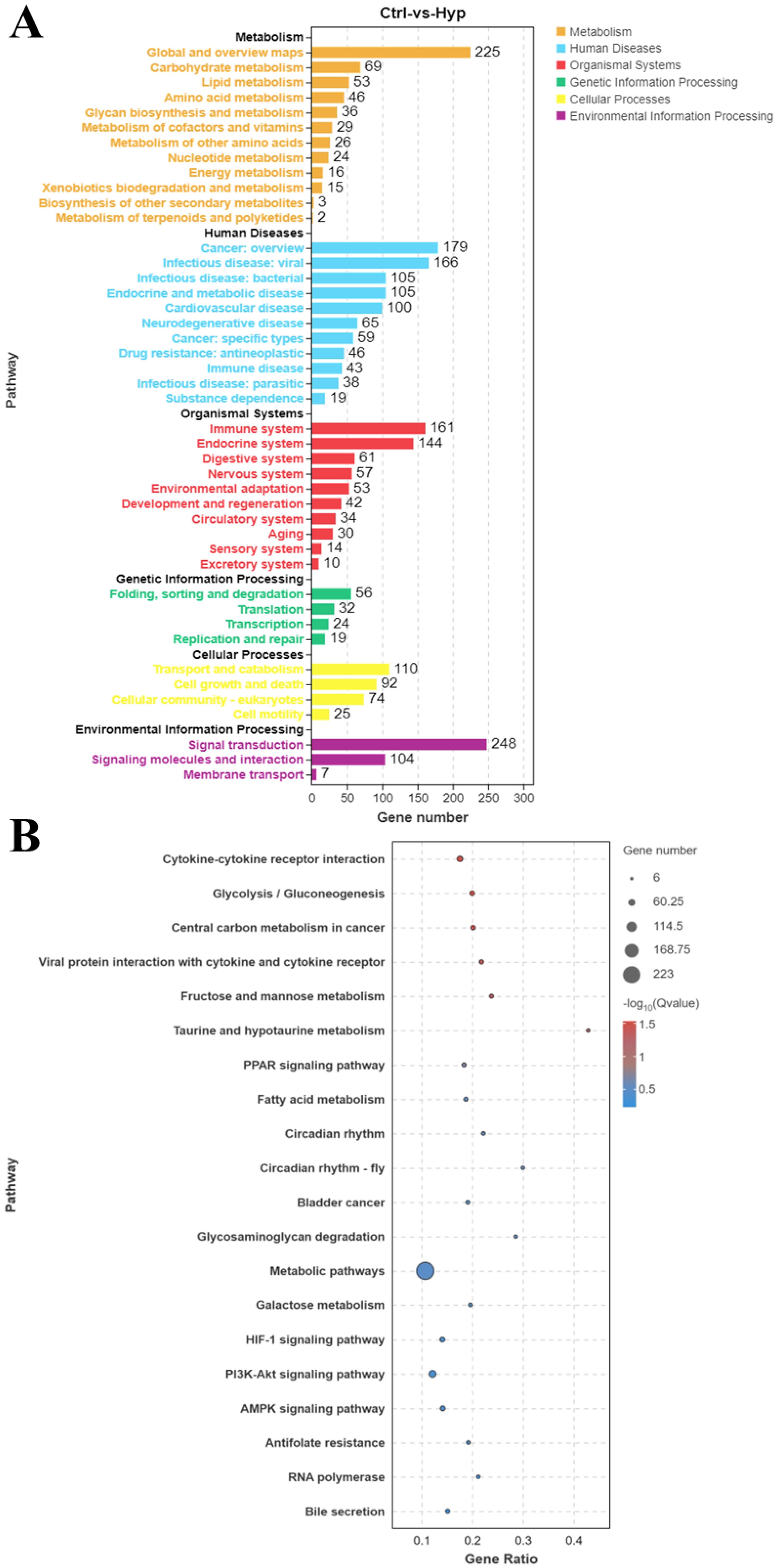 A multi-part image with two sections. Section A is a bar chart showing gene numbers across different biological pathways, with categories like metabolism, human diseases, organismal systems, genetic information processing, cellular processes, and environmental information processing, each indicated by different colors. Section B is a bubble chart displaying pathways like cytokine-cytokine receptor interaction and glycolysis, with bubble sizes representing gene numbers and color intensity indicating statistical significance.