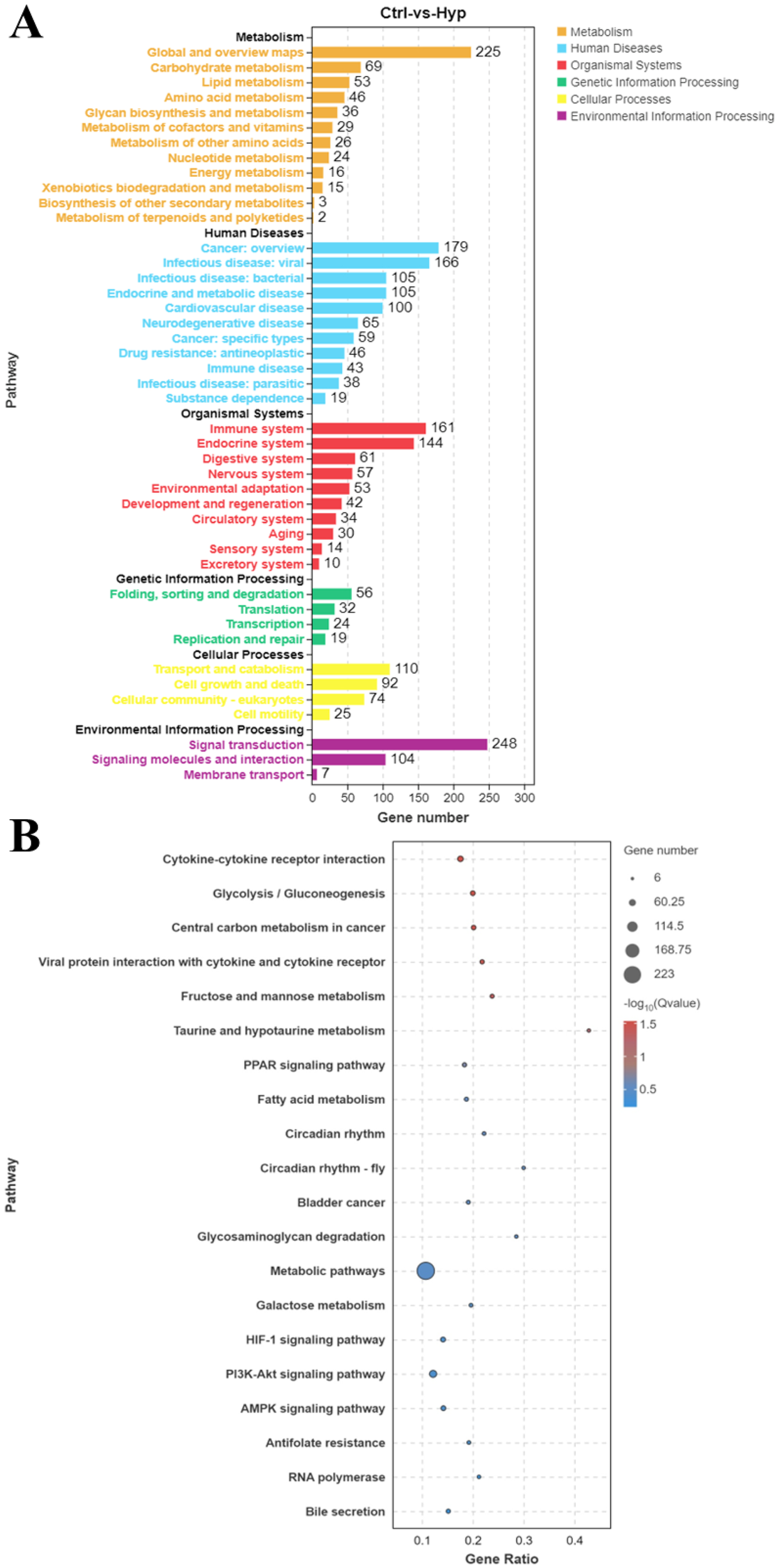 A multi-part image with two sections. Section A is a bar chart showing gene numbers across different biological pathways, with categories like metabolism, human diseases, organismal systems, genetic information processing, cellular processes, and environmental information processing, each indicated by different colors. Section B is a bubble chart displaying pathways like cytokine-cytokine receptor interaction and glycolysis, with bubble sizes representing gene numbers and color intensity indicating statistical significance.