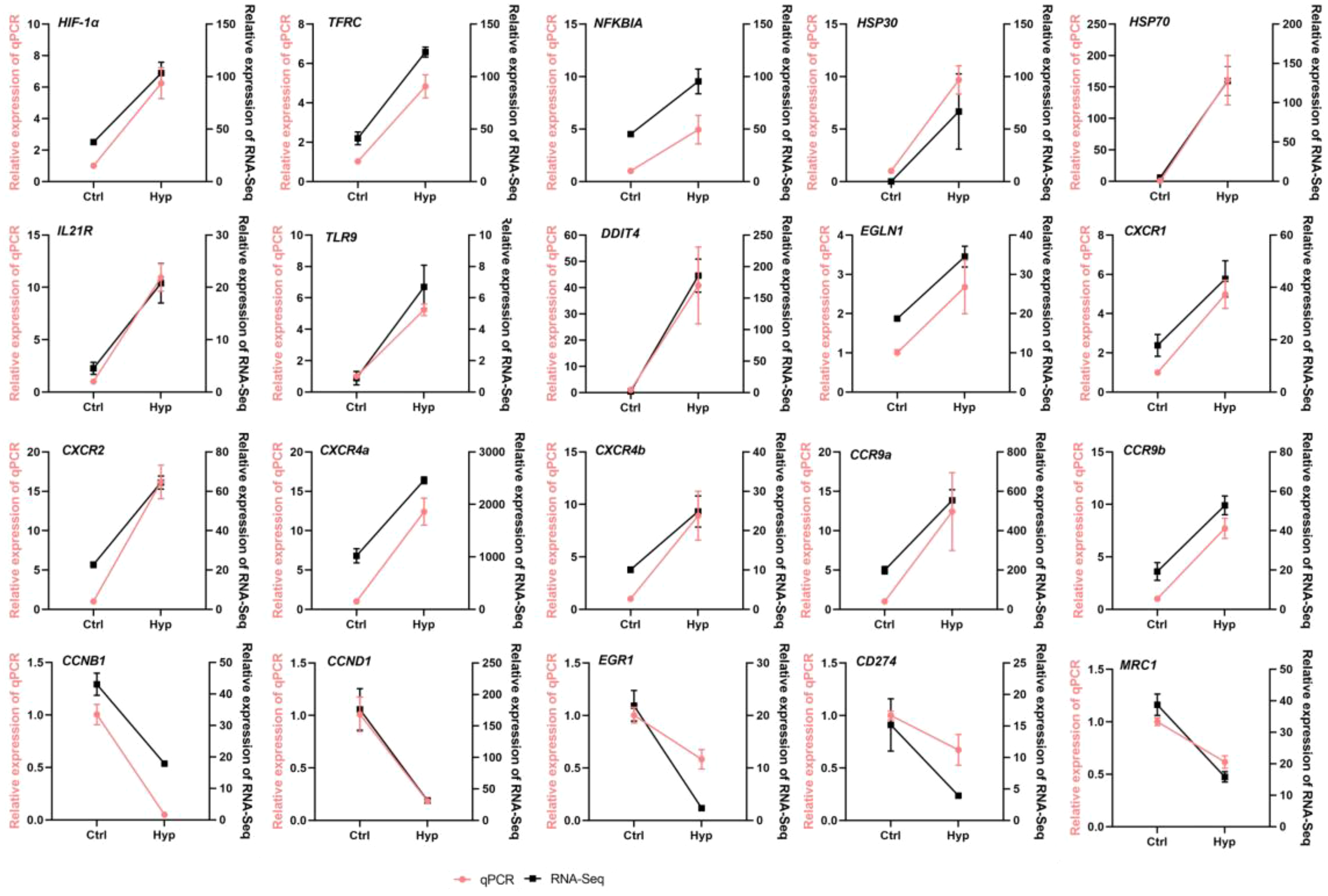 Graph grids comparing the relative expression of various genes between control (Ctrl) and hypoxia (Hyp) conditions using qPCR and RNA-Seq methods. Each panel displays a line graph with qPCR in red and RNA-Seq in black, showing changes in gene expression levels. Genes include HIF-1α, TFRC, NFKBIA, and others, with variation in expression trends across different genes.