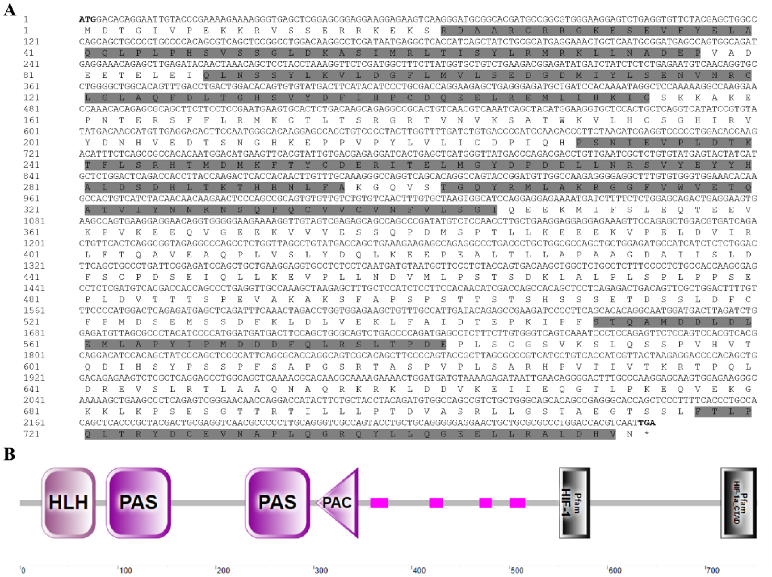 Part A shows a sequence of nucleotide and amino acid alignment with sections highlighted in grey for emphasis. Part B is a diagram of a protein structure with labeled domains: HLH, PAS, PAS, PAC, and a HEAT region, with numbers indicating positions.