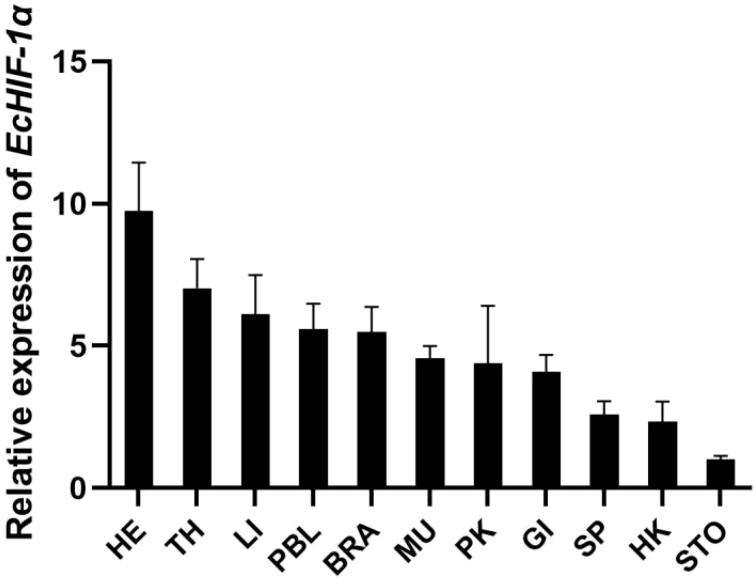 Bar graph displaying the relative expression of EcHIF-1α across various organs or tissues. Highest expression is in HE, followed by TH, LI, PBL, BRA, MU, PK, GI, SP, HK, and STO. Error bars indicate variability.