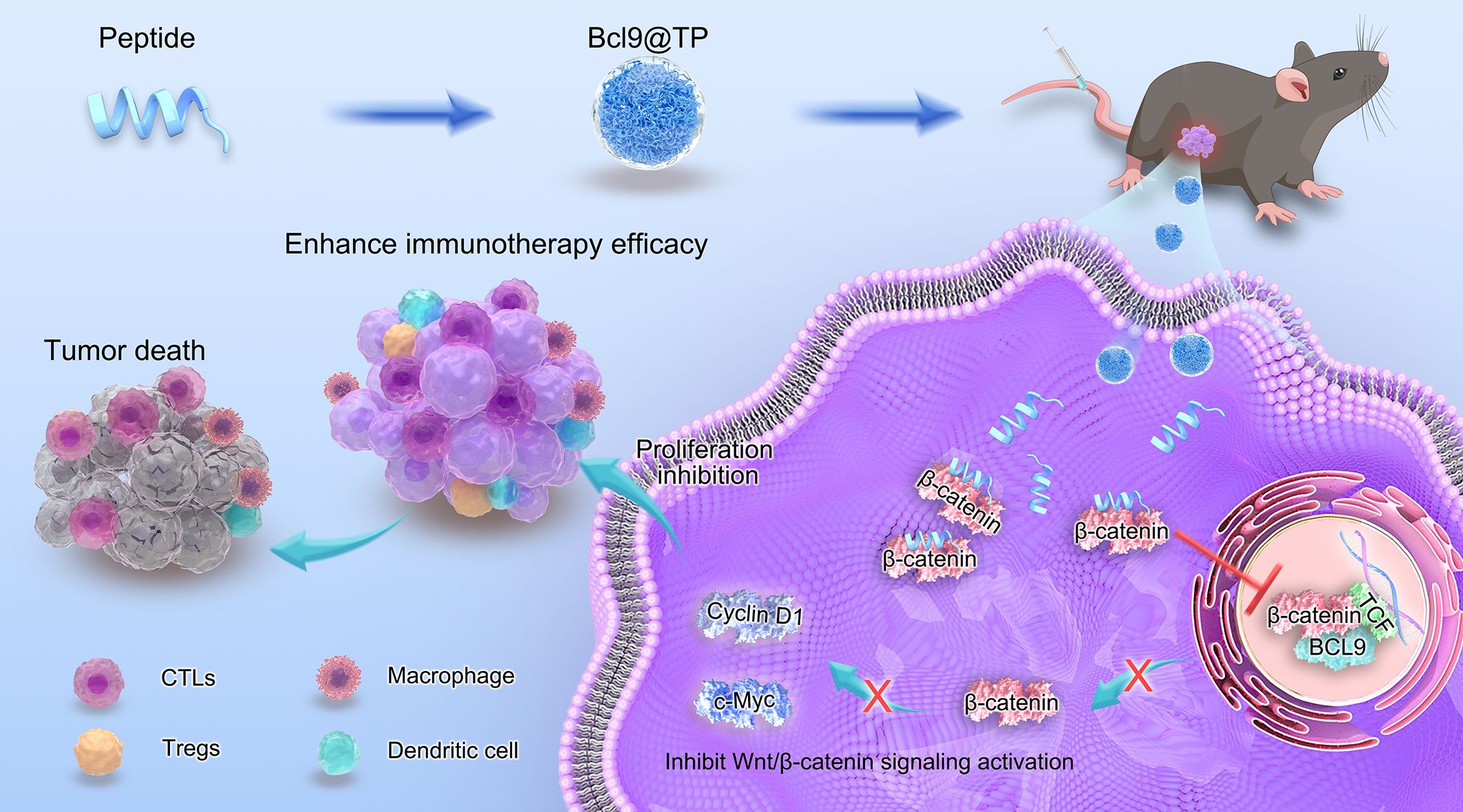 Illustration showing a process where peptides form Bcl9@TP, which targets tumors in a mouse model. It enhances immunotherapy efficacy by inhibiting proliferation and Wnt/β-catenin signaling, leading to tumor death. Key components like CTLs, Tregs, macrophages, and dendritic cells are labeled.