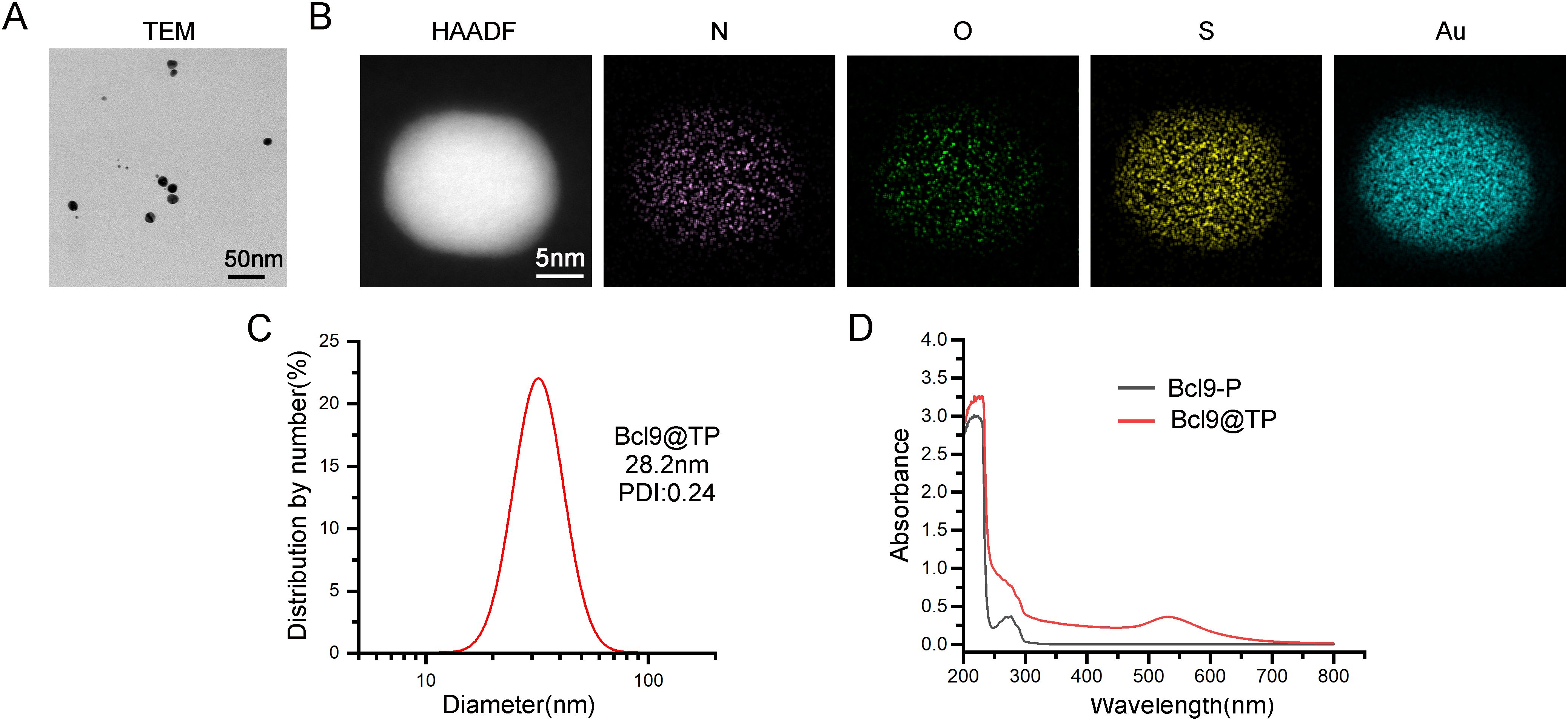 (A) A TEM image displays scattered nanoparticles. (B) HAADF and elemental maps show N, O, S, and Au distributions. (C) Graph of particle size distribution has a peak at 28.2 nm with PDI of 0.24. (D) Absorbance spectra compare Bcl9-P and Bcl9@TP, showing differences in peak intensities.