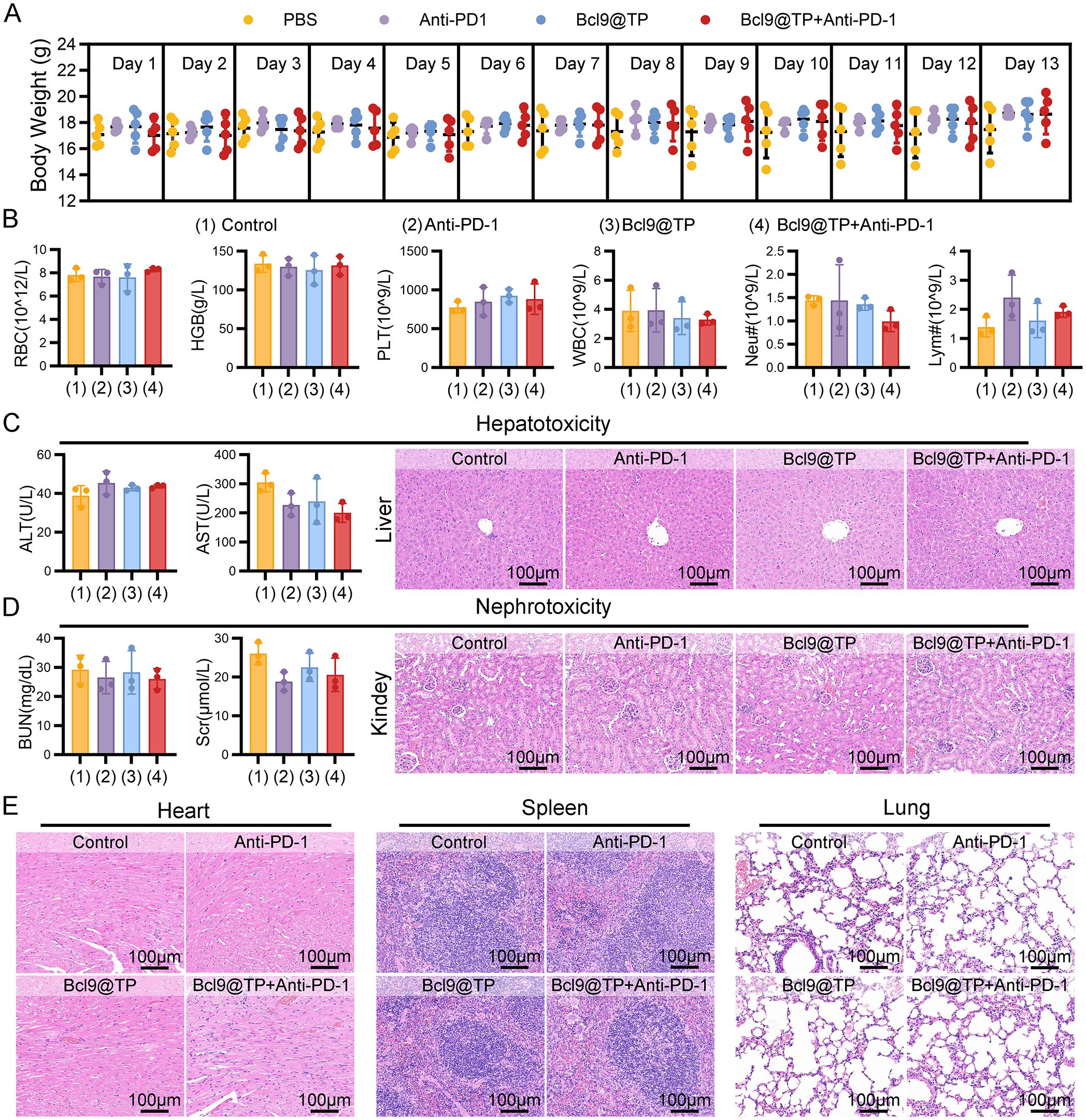 The image contains a composite of several panels, each depicting scientific data. Panel A presents a line chart of body weight over thirteen days for four groups: PBS, Anti-PD1, Bcl9@TP, and Bcl9@TP+Anti-PD1. Panel B includes bar graphs comparing blood cell counts across four groups. Panels C and D show bar graphs and corresponding histological images of the liver and kidney, focusing on hepatotoxicity and nephrotoxicity. Panel E provides histological images of the heart, spleen, and lung tissues for each treatment group, illustrating tissue characteristics. Each histology image is labeled with the treatment type and scale.