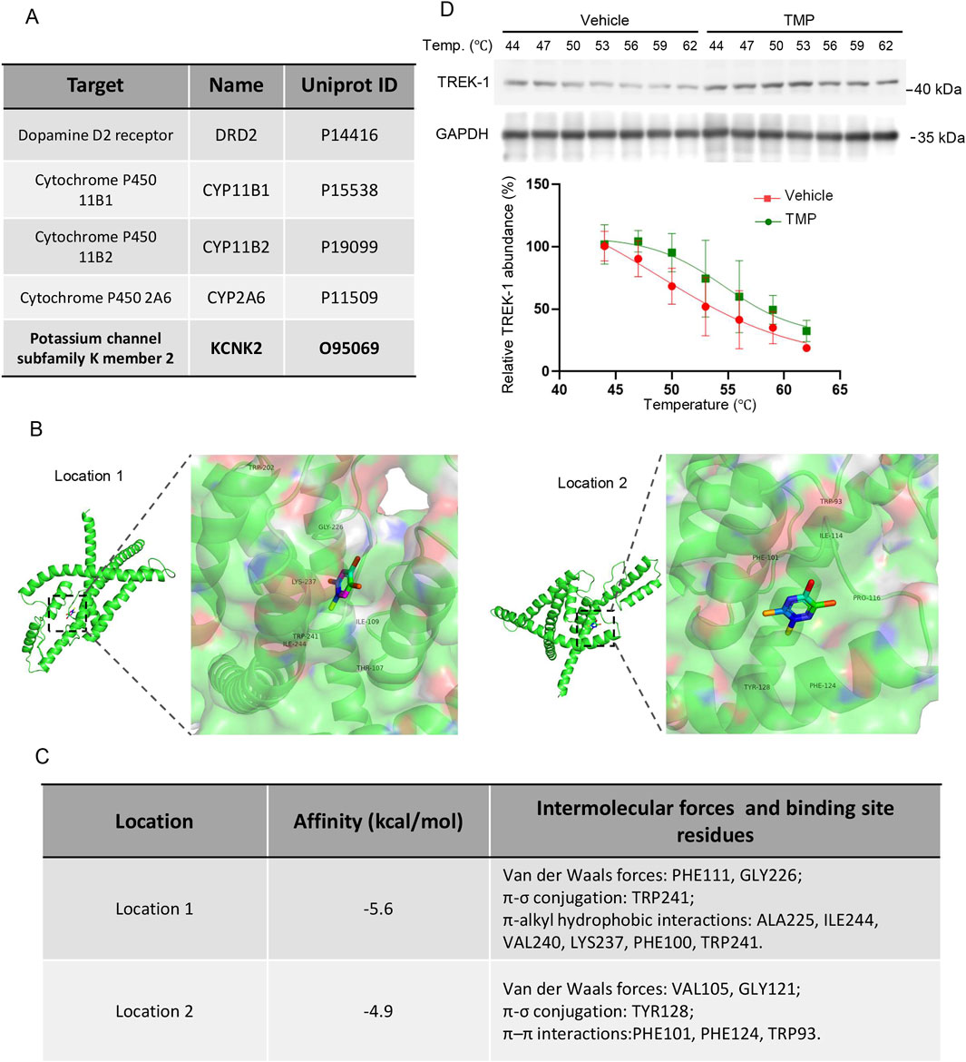 Table A lists biological targets with their names and Uniprot IDs. Illustration B shows protein structures at two locations with a detailed molecular view. Table C presents location affinities and intermolecular forces. Panel D displays Western blot images of TREK-1 and GAPDH proteins at varying temperatures, paired with a graph illustrating relative TREK-1 abundance under vehicle and TMP conditions, showing a decrease with rising temperature.