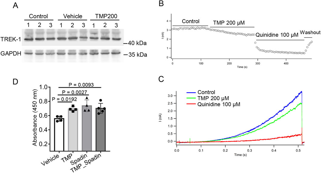 Figure A shows a Western blot analysis comparing the expression of TREK-1 and GAPDH across control, vehicle, and TMP200 groups. Figure B features a line graph illustrating the effect of TMP 200 micromolar and Quinidine 100 micromolar on current, with a washout period noted. Figure C presents a line graph comparing current over time for control, TMP 200 micromolar, and Quinidine 100 micromolar groups. Figure D is a bar graph showing absorbance at 450 nanometers for vehicle, TMP, Spadin, and TMP - Spadin groups, with significant p-values displayed.