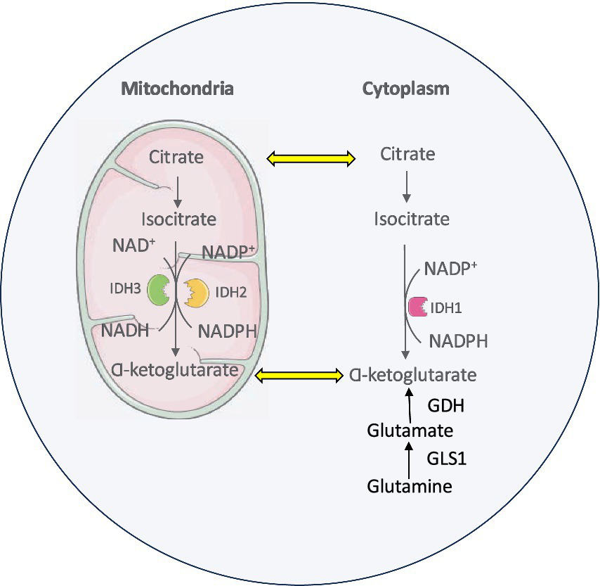 Diagram illustrating the metabolic pathway between mitochondria and cytoplasm involving citrate, isocitrate, and alpha-ketoglutarate. IDH3, IDH2, and IDH1 enzymes are shown facilitating conversions, with NAD+ and NADP+ acting as cofactors. The pathway indicates the roles of NADH, NADPH, GDH, and GLS1 in glutamate and glutamine production.