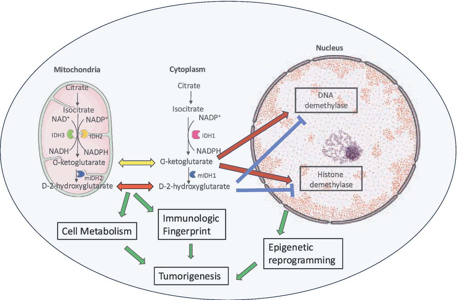 Diagram illustrating metabolic pathways involving citrate and isocitrate conversion in mitochondria and cytoplasm, leading to alpha-ketoglutarate and D-2-hydroxyglutarate production. Arrows connect these processes to DNA and histone demethylase activities in the nucleus. The diagram highlights links to cell metabolism, immunologic fingerprint, tumorigenesis, and epigenetic reprogramming.