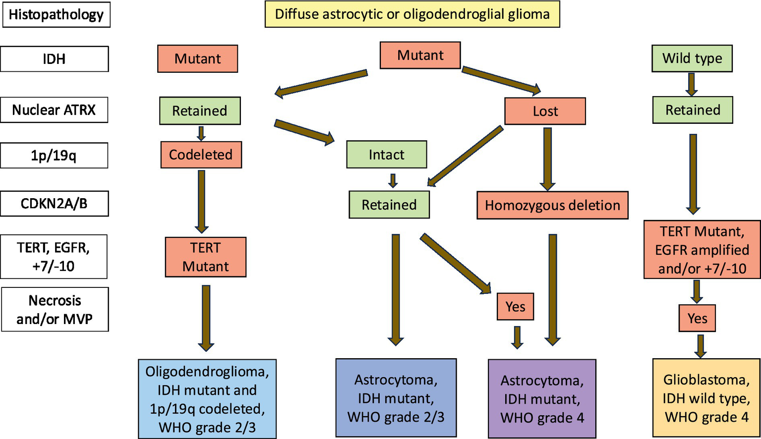 Flowchart illustrating the classification of diffuse astrocytic or oligodendroglial glioma by histopathology. It includes pathways involving IDH mutation status, nuclear ATRX, 1p/19q codeletion, CDKN2A/B status, and TERT/EGFR markers. Endpoints are different types of gliomas: oligodendroglioma, astrocytoma (grades 2/3 and 4), and glioblastoma, based on genetic mutations and deletions.