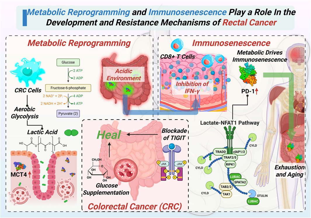 Diagram illustrating the roles of metabolic reprogramming and immunosenescence in the development and resistance mechanisms of rectal cancer. It highlights metabolic changes, such as aerobic glycolysis in CRC cells, leading to lactic acid production and acidic environments. Immunosenescence involves CD8+ T cell inhibition, increased PD-1, and the lactate-NFAT1 pathway. Additional elements include glucose supplementation and blockade of TIGIT as potential interventions. The diagram connects these processes with colorectal cancer progression and patient outcomes, like exhaustion and aging.
