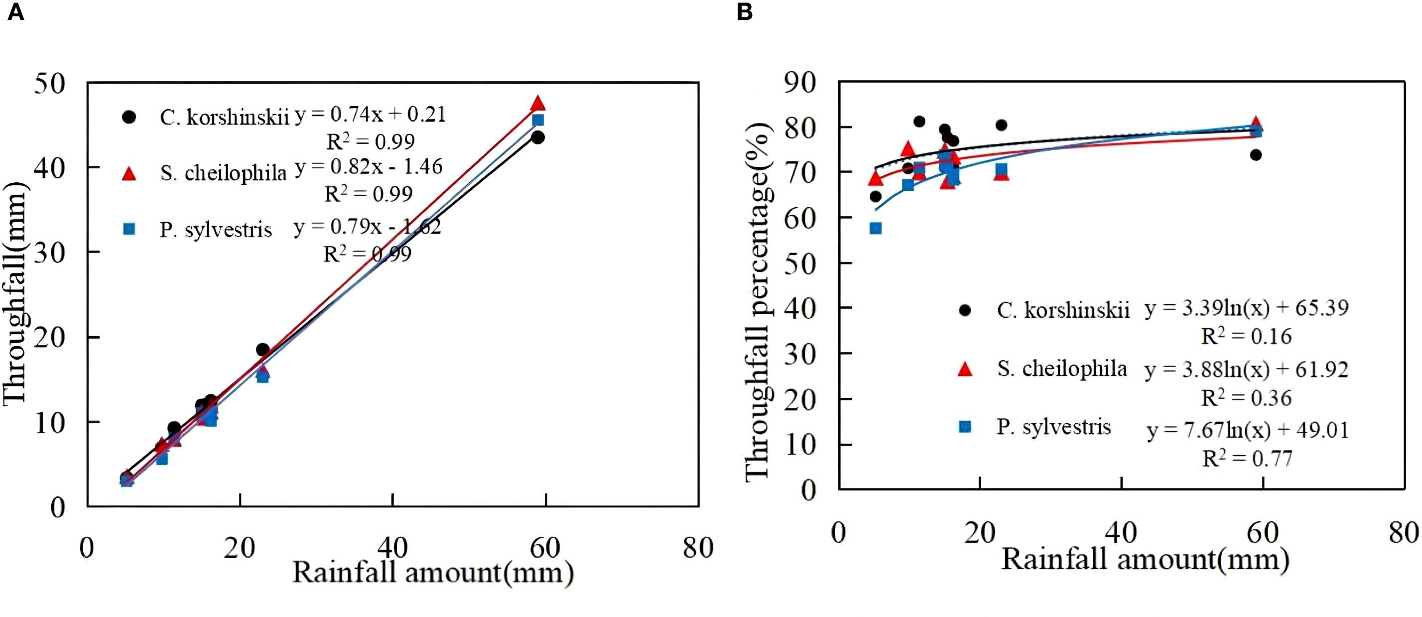 Graph A displays the relationship between rainfall amount and throughfall in millimeters for three species: C. korshinskii, S. cheilophila, and P. sylvestris. Graph B shows the throughfall percentage compared to rainfall amount for the same species. Lines of best fit with corresponding equations and R-squared values are provided for each species in both graphs.