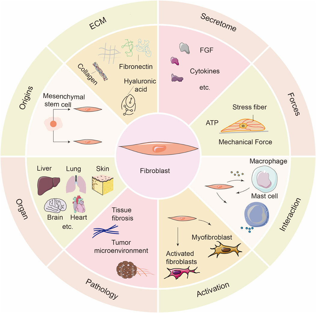 Diagram of a fibroblast showing its roles and interactions. The central fibroblast is linked to sections including origins (mesenchymal stem cell), ECM (collagen, fibronectin, hyaluronic acid), secretome (FGF, cytokines), forces (stress fiber, ATP, mechanical force), interactions with macrophages and mast cells, activation to myofibroblasts, pathology (tissue fibrosis, tumor microenvironment), and organs (liver, lung, skin, brain, heart).