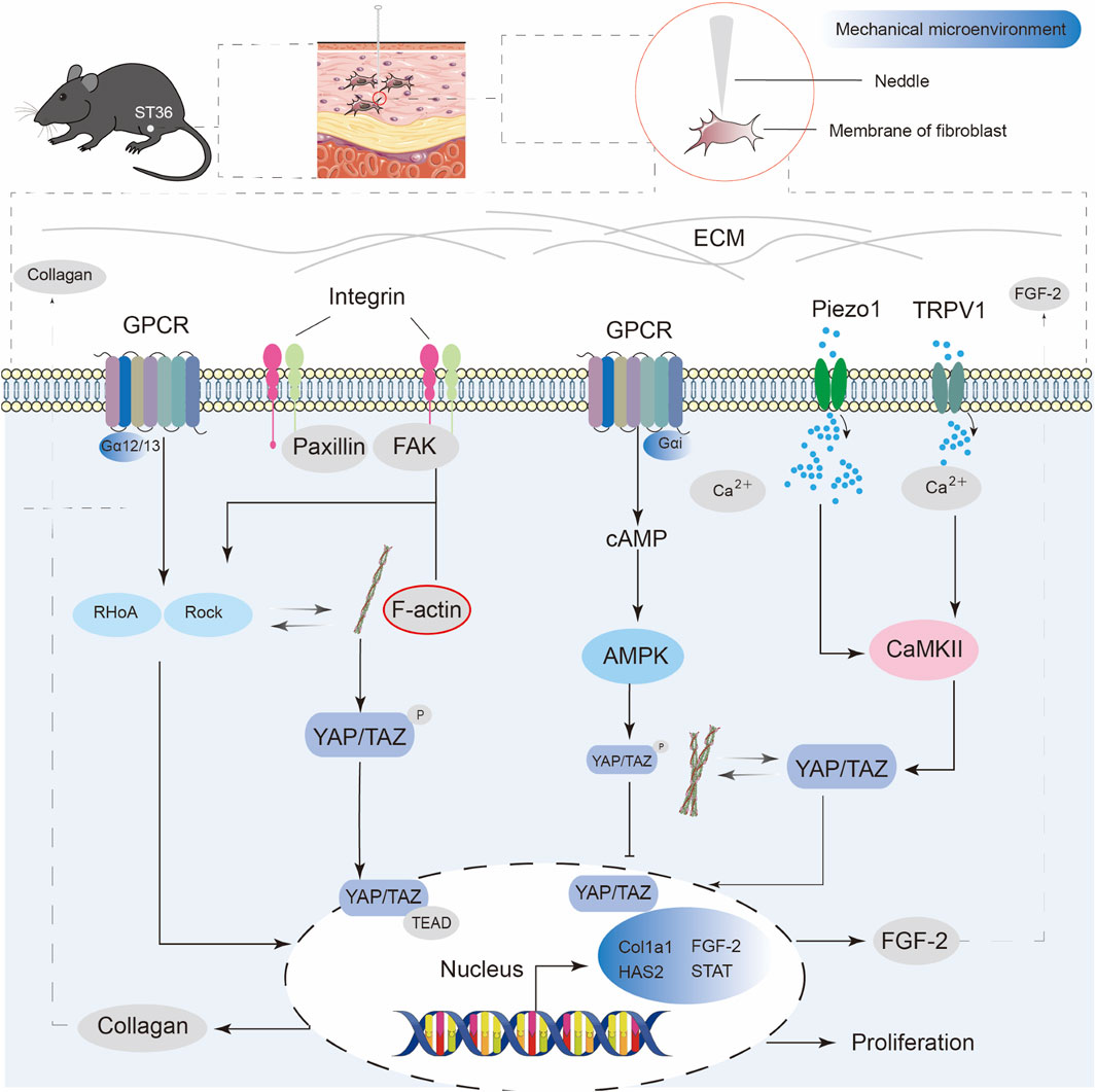 Diagram illustrating signal pathways activated by mechanical microenvironment interactions in fibroblasts via acupuncture at the ST36 point. Includes extracellular matrix components, GPCR and integrin receptors, leading to RhoA/Rock and cAMP pathways influencing YAP/TAZ in the nucleus. Pathways affect cell functions such as collagen production and cell proliferation, highlighted by AMPK, CaMKII, and calcium ion involvement.