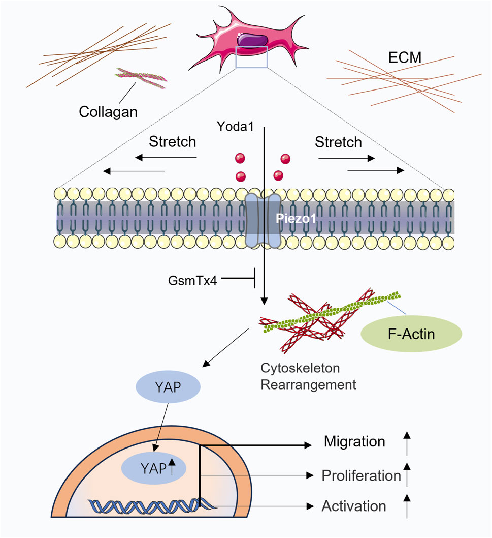 Diagram illustrating the cellular signaling pathway involving Piezo1. Collagen in the extracellular matrix (ECM) induces stretch, activating Piezo1 in the cell membrane. This leads to cytoskeleton rearrangement via F-actin and subsequent YAP activation. YAP's nuclear localization enhances migration, proliferation, and activation. Arrows indicate direction of interaction, while Yoda1 and GsmTx4 modulate Piezo1 activity.
