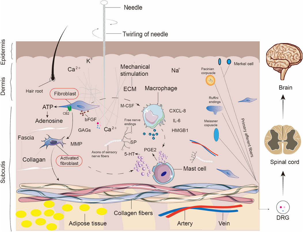 Illustration showing the interaction mechanisms triggered by needle twirling in the skin layers. The needle's mechanical stimulation affects fibroblasts, macrophages, and mast cells in the dermis and subcutis, leading to the release of various biochemical substances like ATP, adenosine, and cytokines. These changes influence nerve endings and primary afferent fibers, transmitting signals to the spinal cord and brain. The diagram labels hair root, collagen, adipose tissue, blood vessels, and sensory receptors like Pacinian corpuscles, indicating their roles. There are also depictions of the brain, spinal cord, and DRG to illustrate the pathway of these signals.