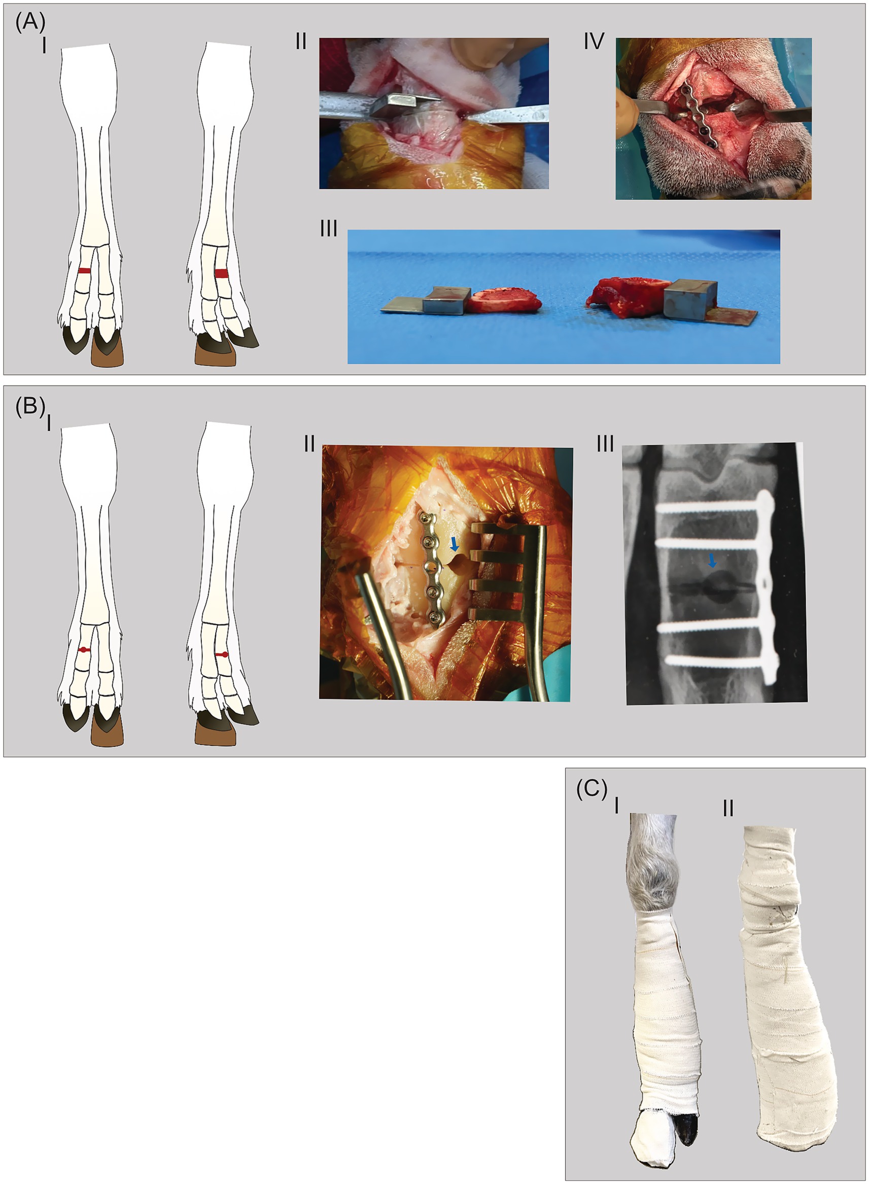 (A) Diagram and surgical images of equine limbs. I: Illustrations highlighting areas for surgery. II: Close-up of a surgical incision. III: Tissue samples beside surgical tools. IV: Surgical site prepared with a pin. (B) I: Illustrations of limb positioning. II: Surgical site with an installed metal plate. III: X-ray image showing the implant. (C) I and II: Bandaged equine limbs post-surgery.