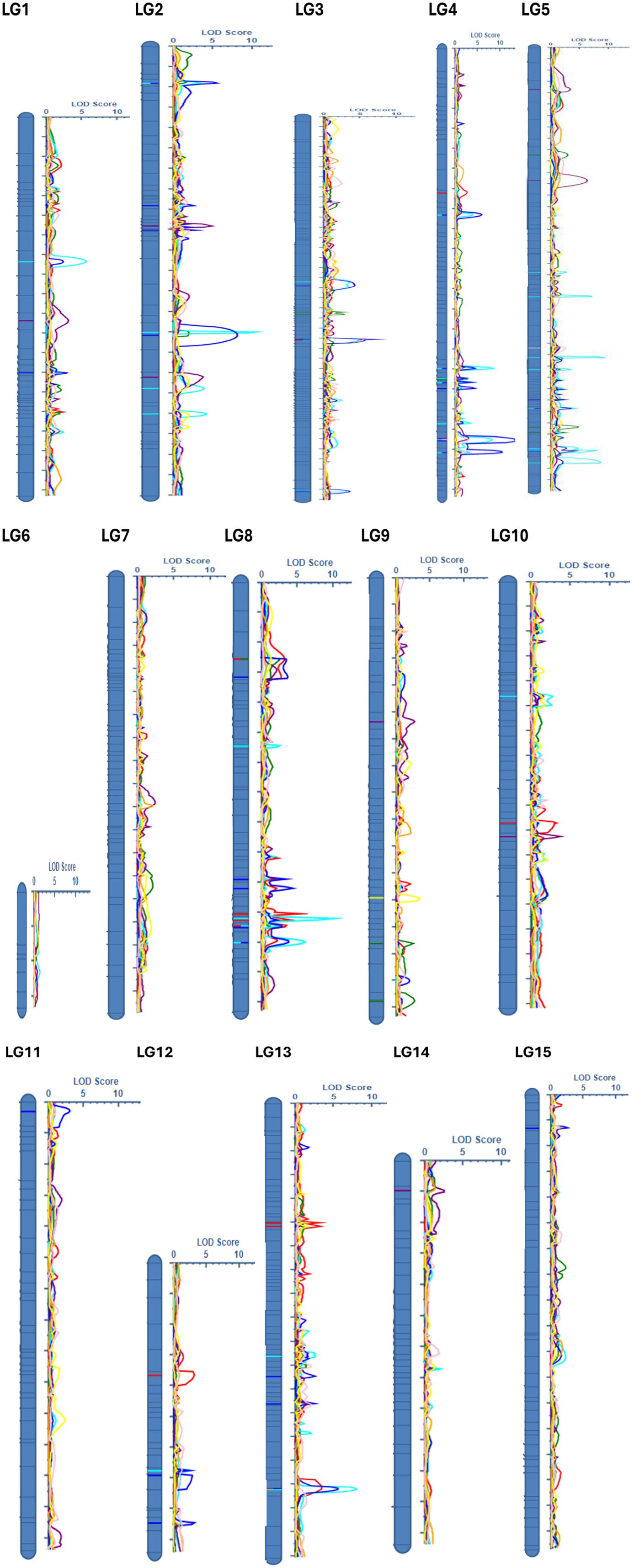 Fifteen vertical charts labeled LG1 to LG15 show Linkage Group (LG) analysis. Each chart has a vertical chromosome representation beside colored lines indicating LOD scores ranging from zero to ten, depicting genetic linkage data variance across the chromosomes.