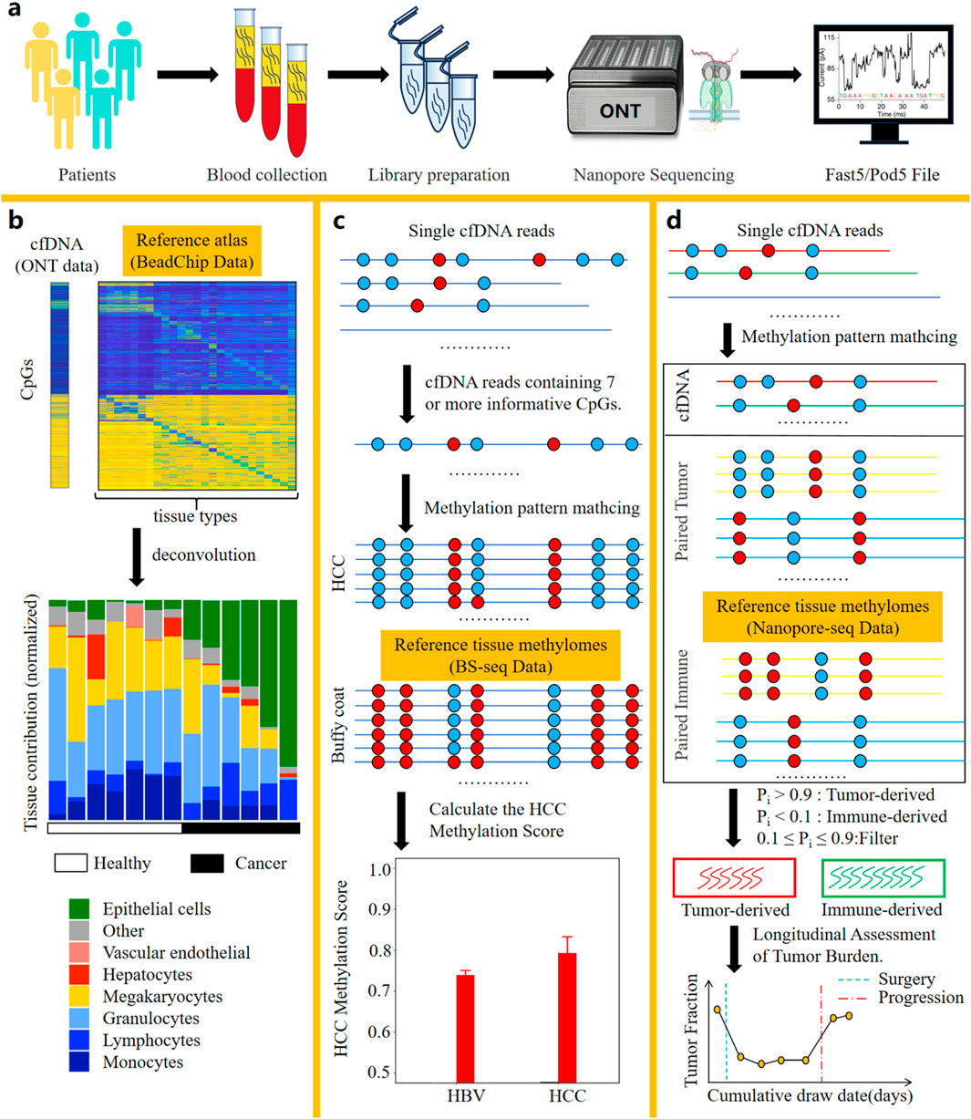Diagram illustrating a study workflow for analyzing methylation patterns in cfDNA. Part (a) shows the process from patient blood collection to nanopore sequencing and file creation. Part (b) compares cfDNA data with a reference atlas, showing tissue deconvolution and contribution. Part (c) details cfDNA read processing, methylation pattern matching, and calculation of HCC methylation scores for HBV and HCC, depicted in a bar graph. Part (d) describes tumor vs. immune-derived read classification, highlighting longitudinal tumor burden assessment with a chart of tumor fraction against draw dates. Various tissue types are color-coded.