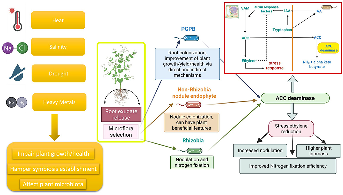 Diagram illustrating how stressors like heat, salinity, drought, and heavy metals impair plant growth, symbiosis, and microbiota. Process shows root exudate release for microflora selection. Plant Growth-Promoting Bacteria (PGPB) and non-Rhizobia nodules enhance growth. ACC deaminase reduces stress ethylene, improving nodulation, biomass, and nitrogen fixation efficiency.