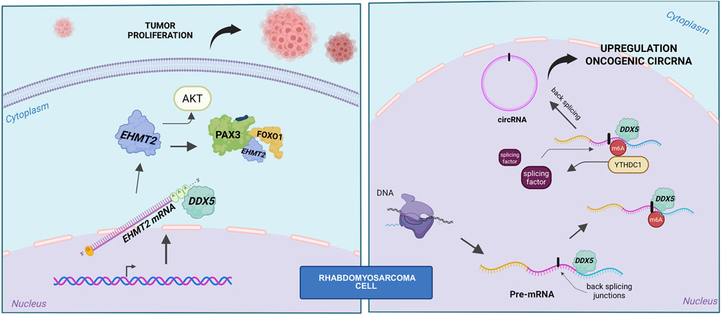 Role of DDX5 in fusion-positive RMS. Left panel: schematic representation of the DDX5–PAX3–FOXO1–EHMT2 axis, showing that DDX5 stabilizes EHMT2 mRNA. EHMT2 in turn sustains both AKT activity and PAX3–FOXO1 stability. Right panel: DDX5 cooperates with YTHDC1 to promote back–splicing and circRNA biogenesis.