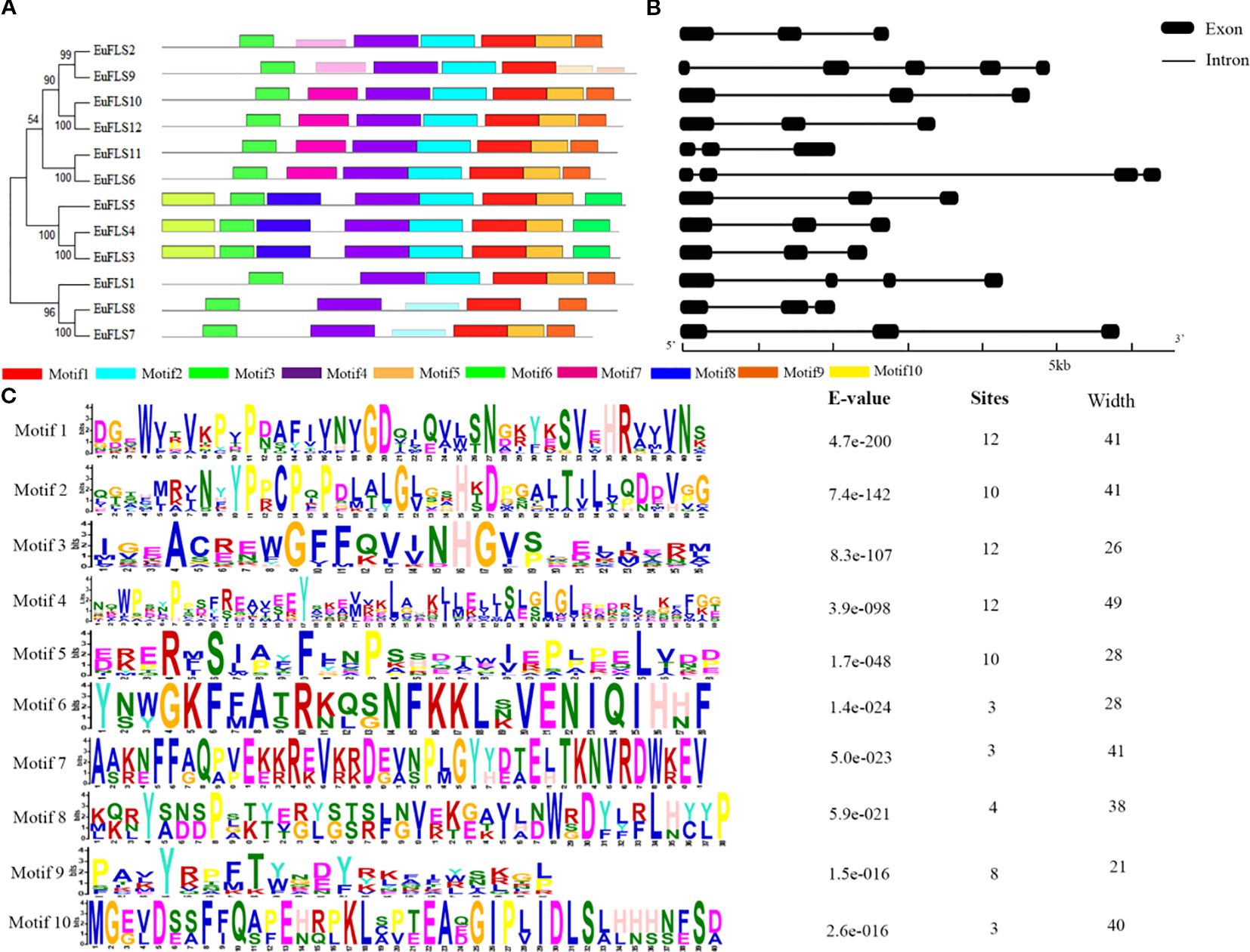 Image displaying three panels labeled A, B, and C. Panel A shows a phylogenetic tree and a diagram with colored motifs indicating gene structures. Panel B illustrates exon and intron structures for various genes with black shapes. Panel C presents sequence logos for ten motifs, listing their E-values, sites, and widths in a table.