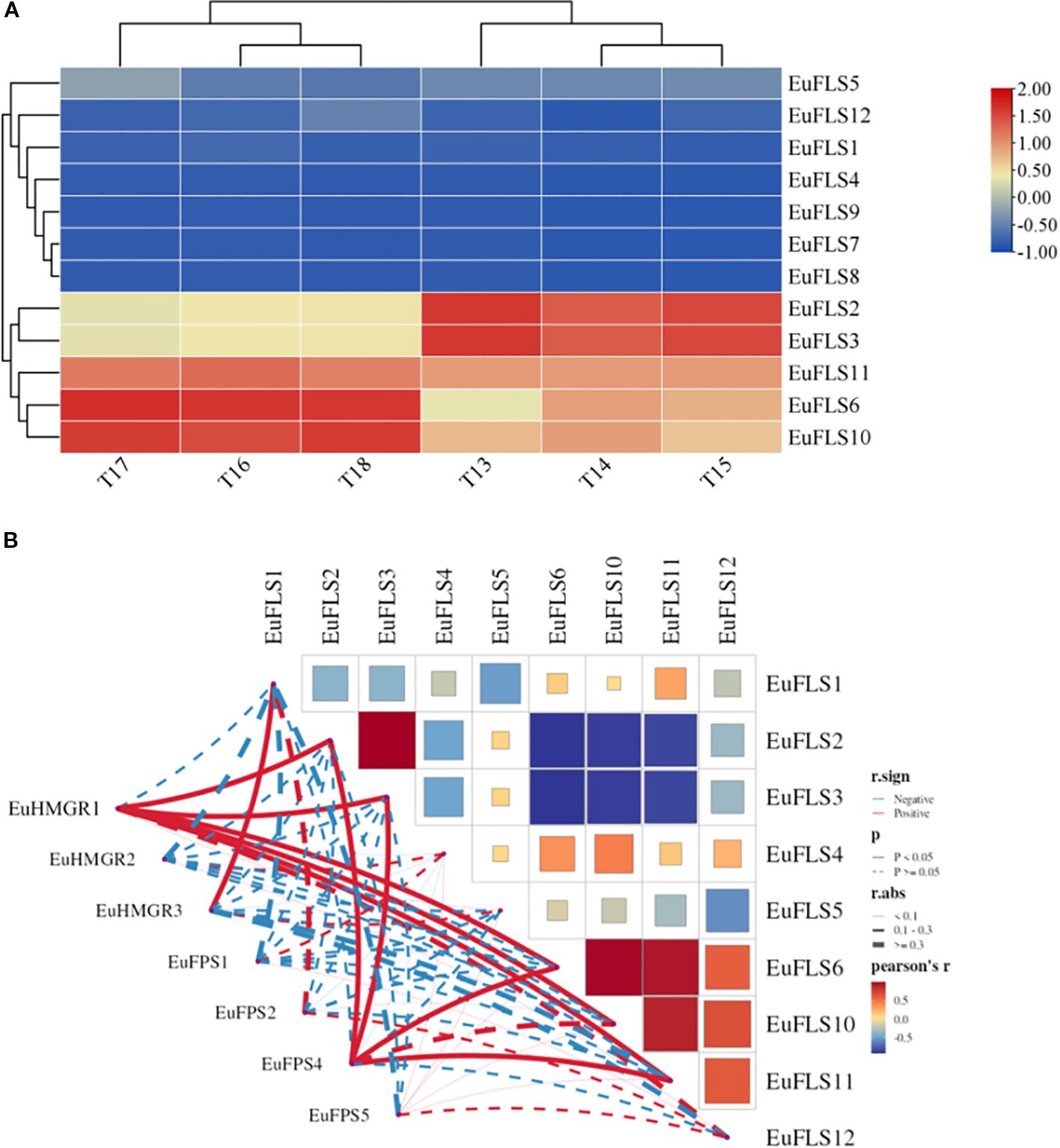 Heatmap and network graph illustrating gene expression and correlations. Panel A shows a heatmap with hierarchical clustering, depicting expression levels of EuFLS genes across conditions T13 to T18, with a color scale from blue (low) to red (high). Panel B presents a correlation network and matrix for EuFLS genes, indicating positive and negative correlations with significance levels, and showing connection strengths using color codes and line thicknesses.