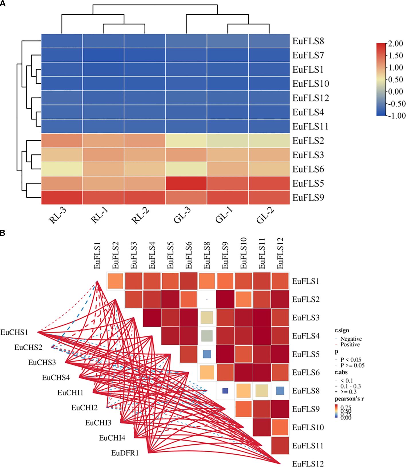 Hierarchical clustering and correlation heatmaps display data relationships. Panel A shows a heatmap with dendrograms, highlighting clusters of EuFLS genes across samples. Colors range from red (high) to blue (low). Panel B shows a correlation matrix with EuCHS and EuFLS genes, using squares colored by Pearson’s r values and significance levels. Arrows indicate positive and negative correlations.