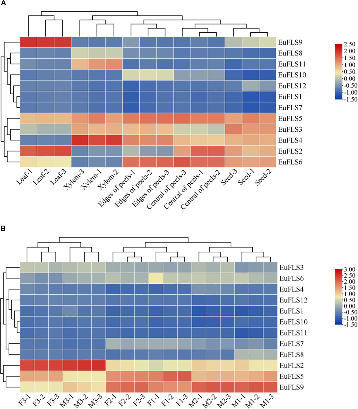 Hierarchical clustered heat maps labeled A and B display gene expression levels. A shows samples like leaves, xylem, edges, and centers of peels, while B uses codes F, M, and P. The red-to-blue color gradient represents expression levels from high to low, with scales on the side showing numerical values.