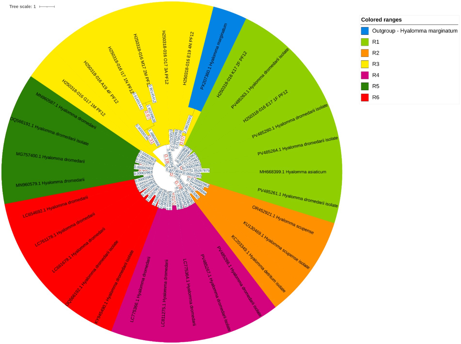 Circular phylogenetic tree illustrating relationships among Hyalomma species, highlighted by colored sections. Each section represents a different range, labeled R1 to R6, with an outgroup in blue. The segments are color-coded: blue for Hyalomma marginatum, and various other colors such as orange, green, yellow, pink, and red are used for different classifications. A legend on the top right explains the color ranges.