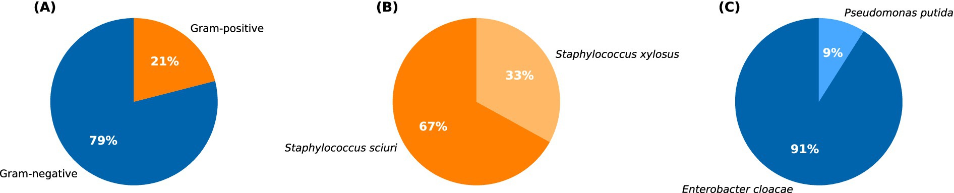 Three pie charts labeled (A), (B), and (C). Chart A: 79% Gram-negative, 21% Gram-positive. Chart B: 67% Staphylococcus sciuri, 33% Staphylococcus xylosus. Chart C: 91% Enterobacter cloacae, 9% Pseudomonas putida.